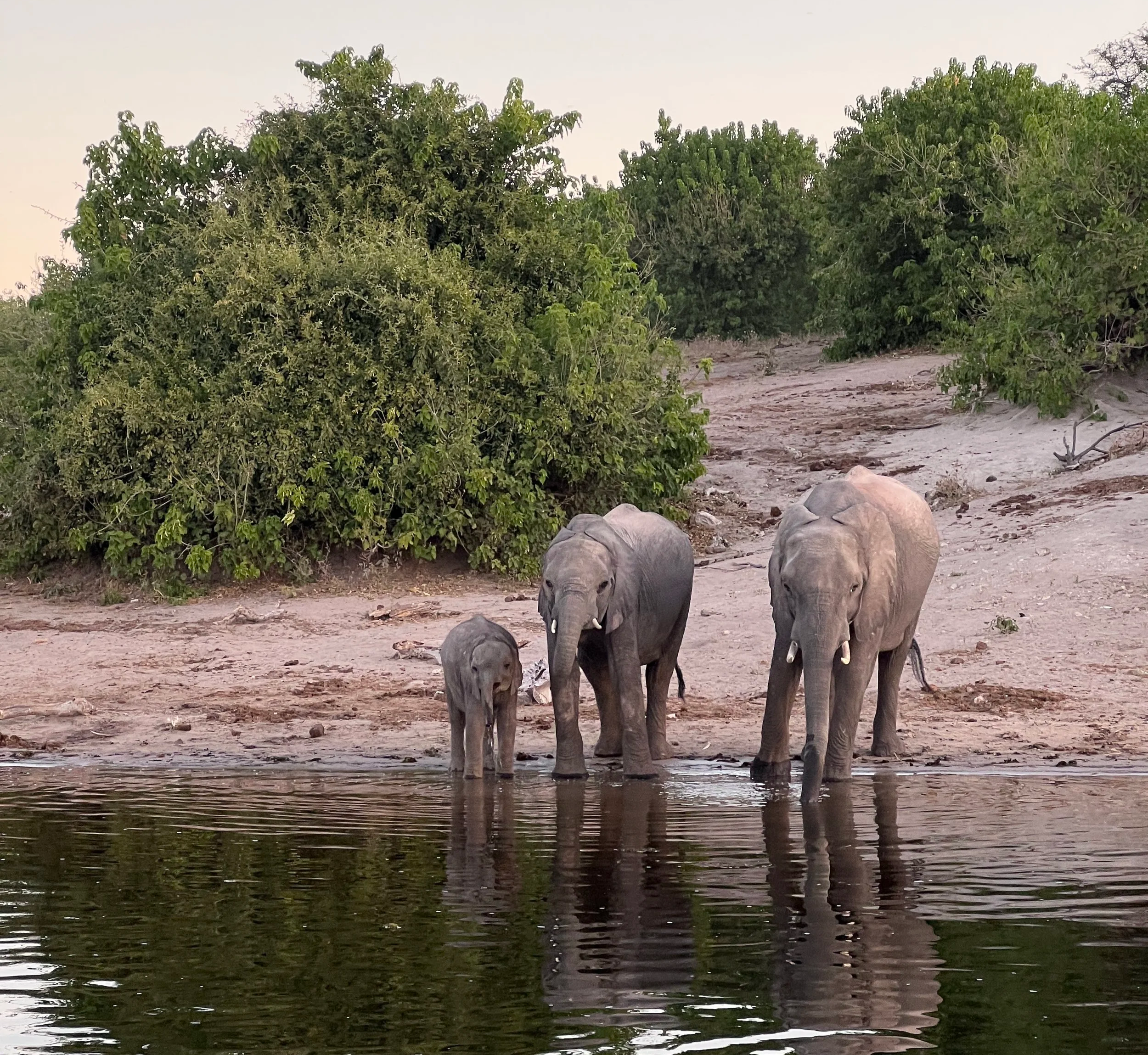 2 adults and a baby elephant drinking on the Chobe River bank