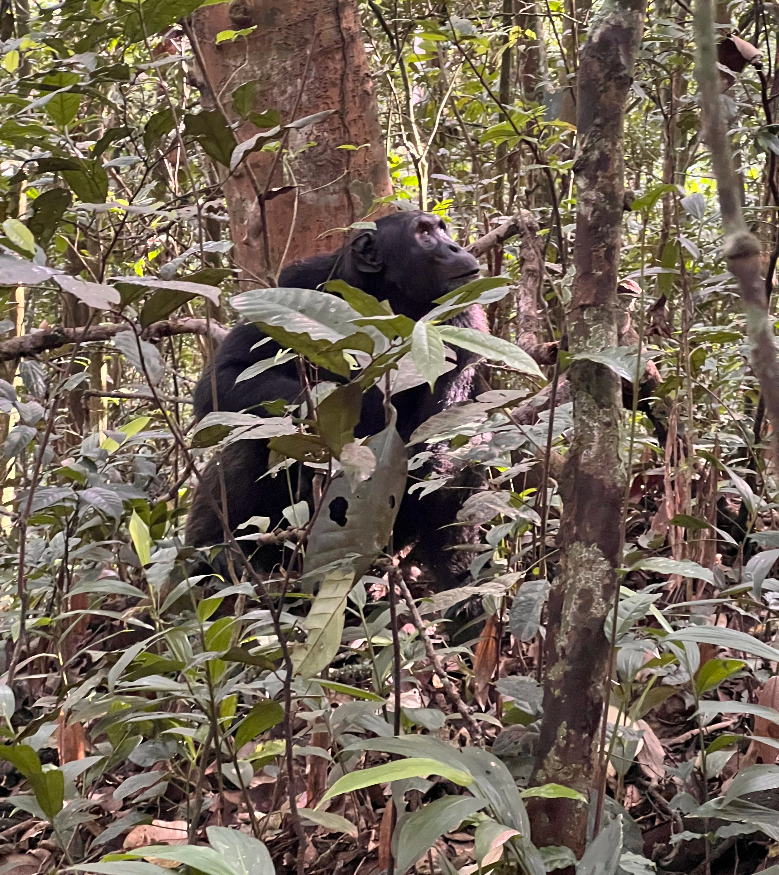Chimpanzee in Kibale National Park, Uganda — the world's best destination for wild chimpanzee tracking