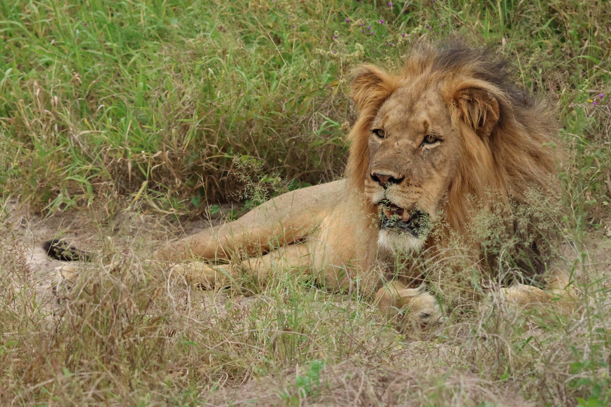 black-maned-kalahari-lion-botswana