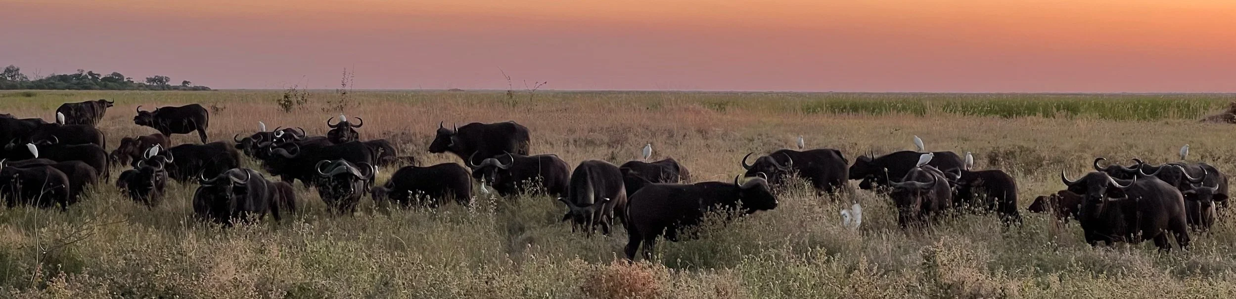 A large buffalo herd crossing the Savute Marsh in Botswana