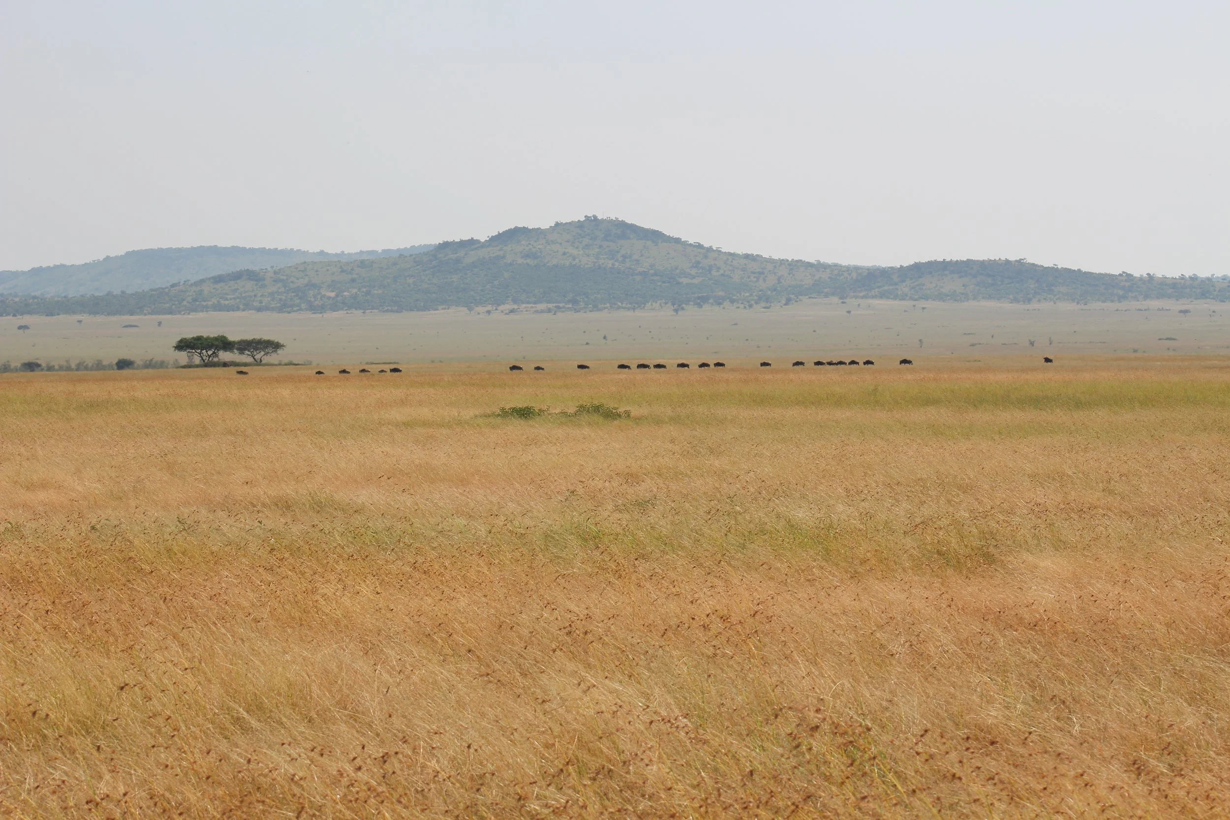 A distant herd of wildebeest trekking across the Serengeti