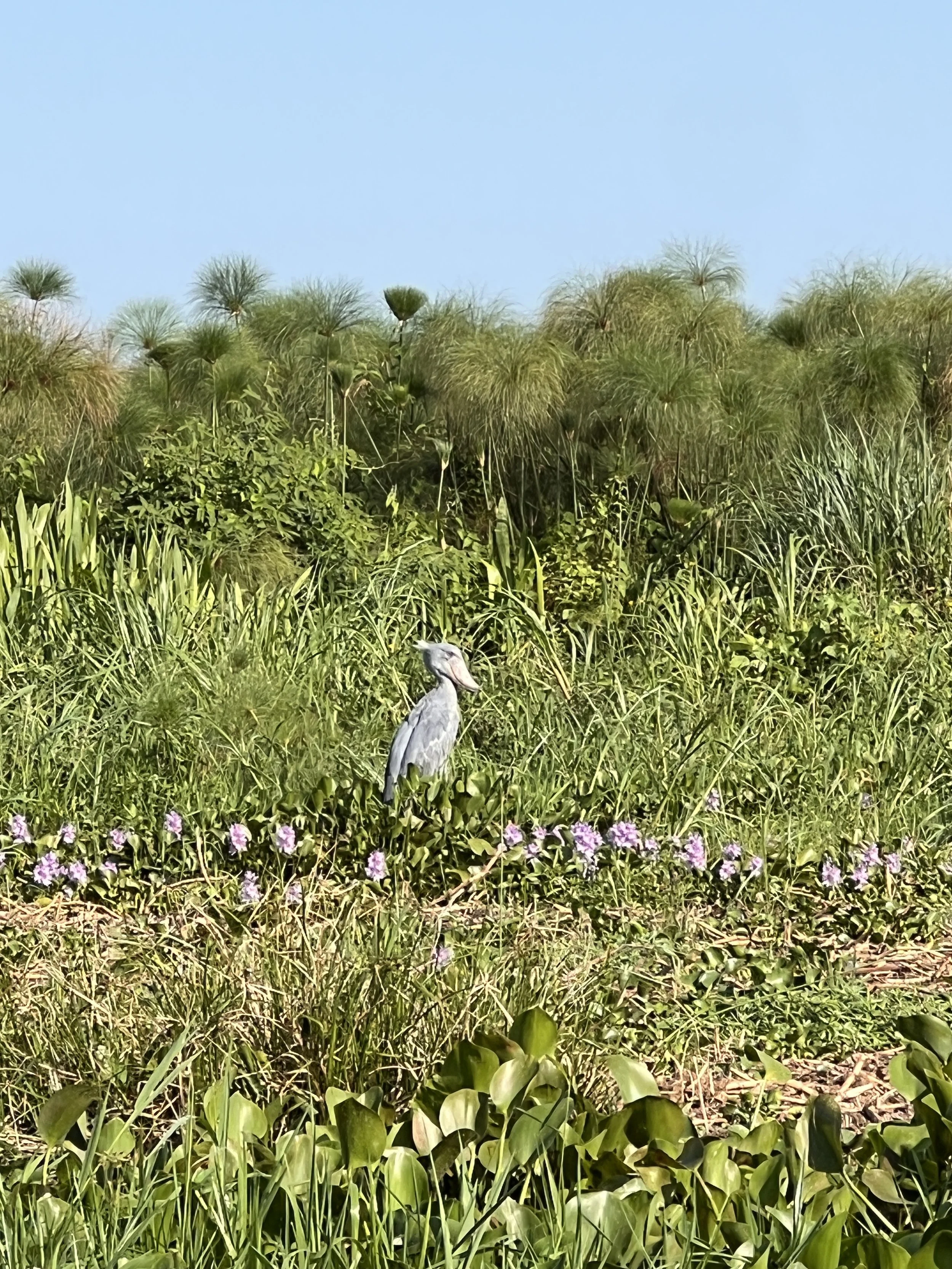 Shoebill Stork in Murchinsons Falls National Park Uganda