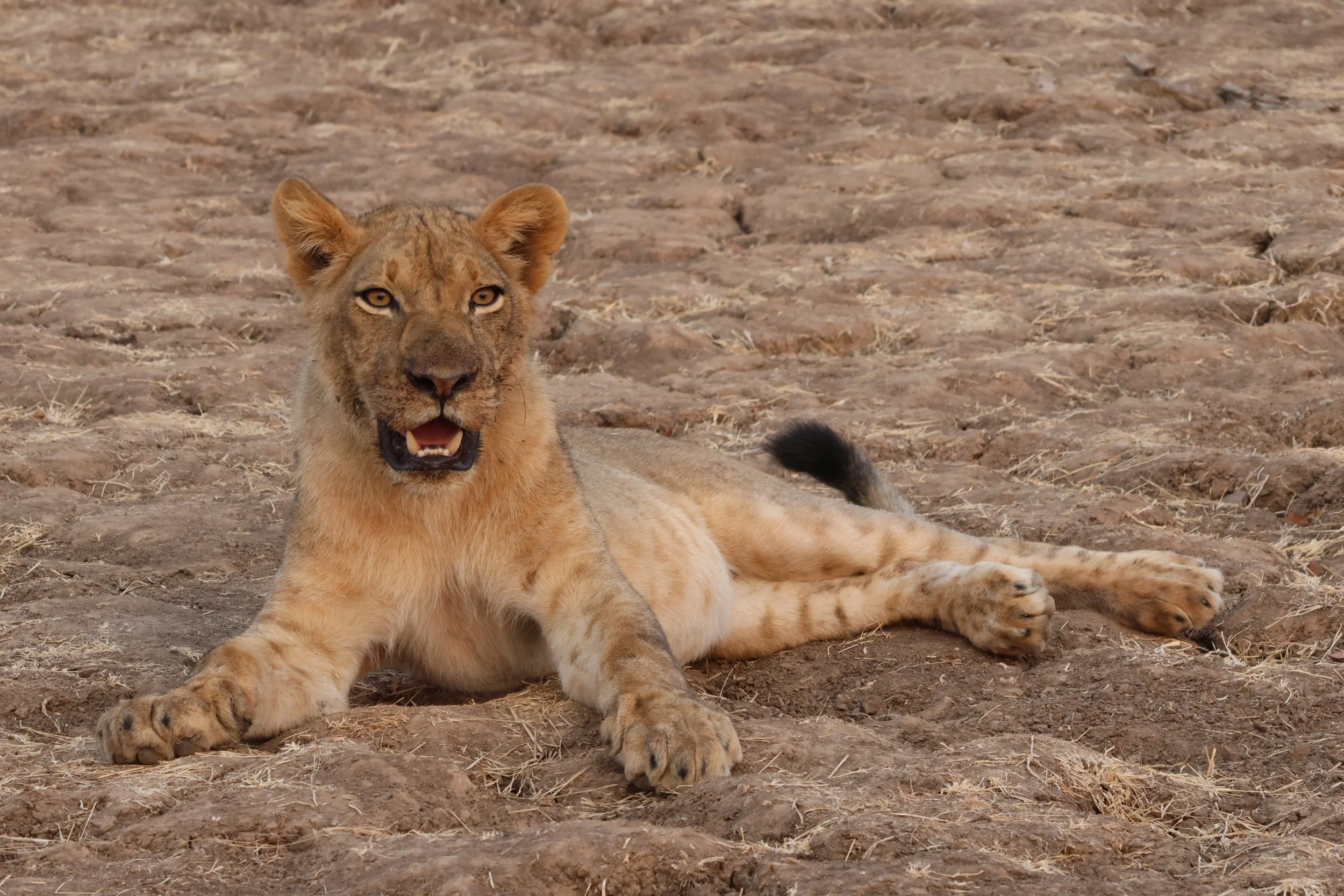 A young male lion in Zambia's South Luangwa