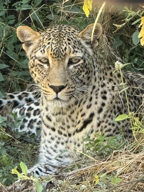 A leopard lying in the Zambian bush
