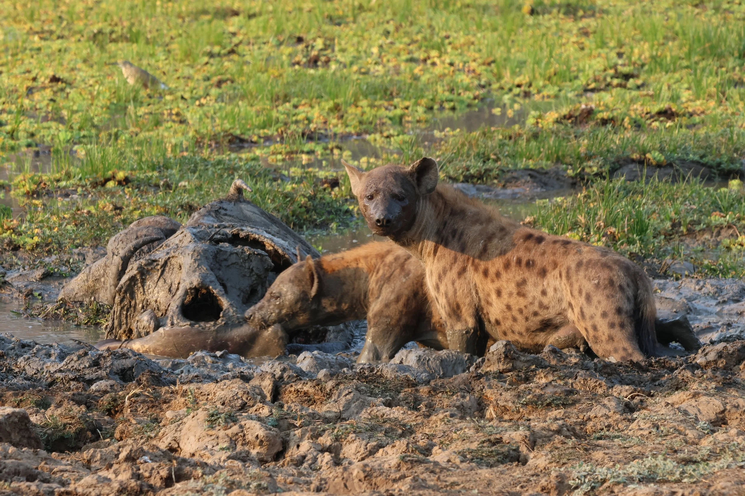 a pair of hyenas eating a carcass half submerged in mud