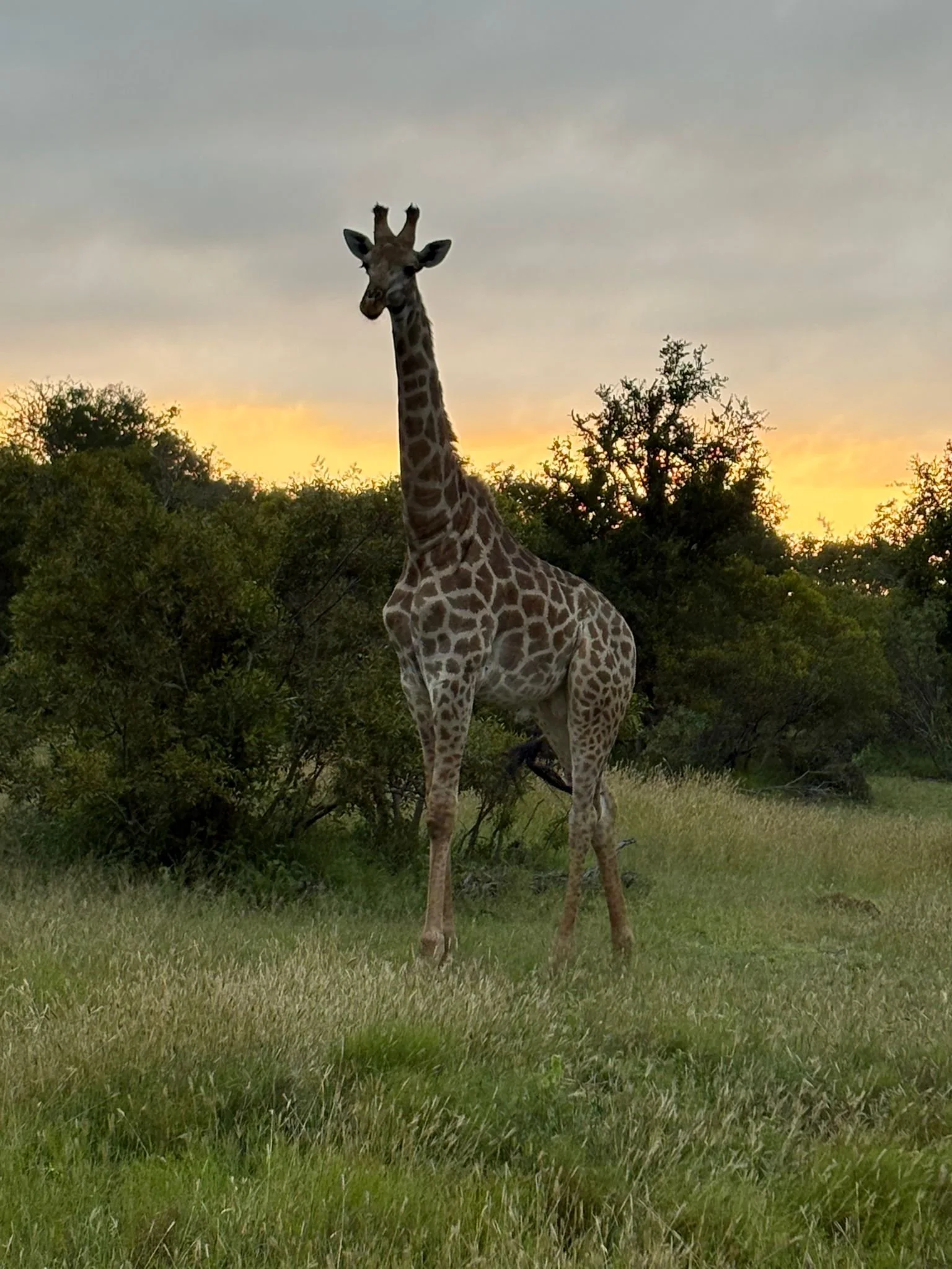 A giraffe silhouetted against the sky