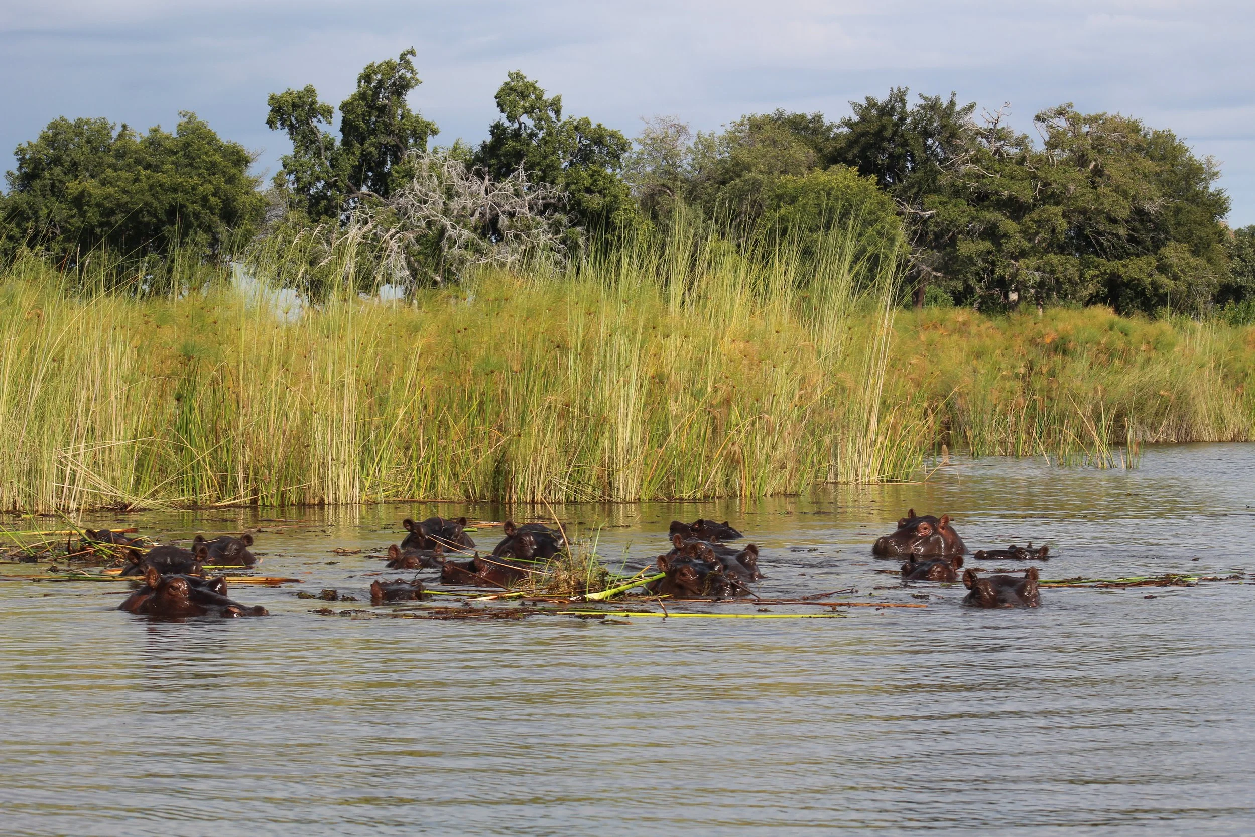 a pod of hippos in Botswana's Okavango Delta