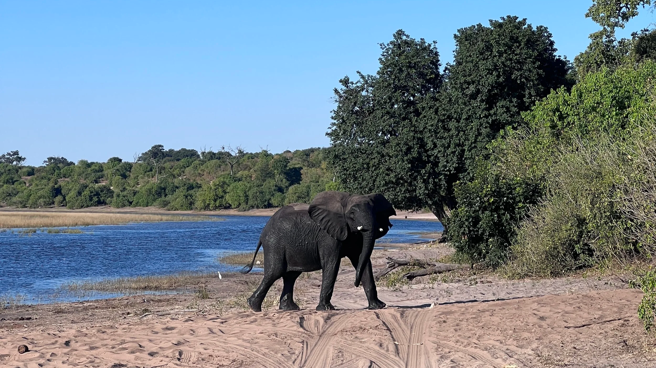 an elephant in Chobe National Park, Botswana
