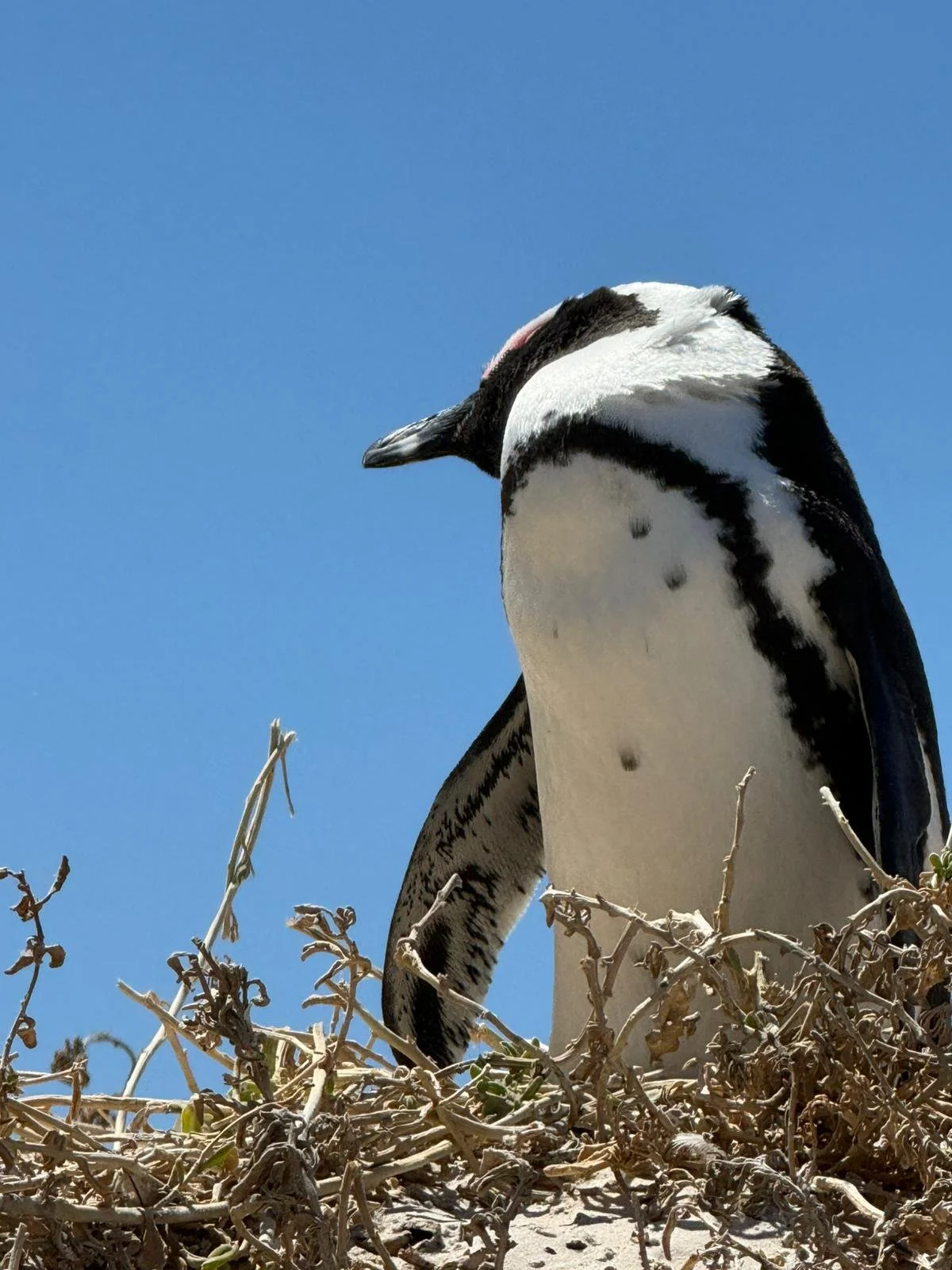 Penguin against a blue sky