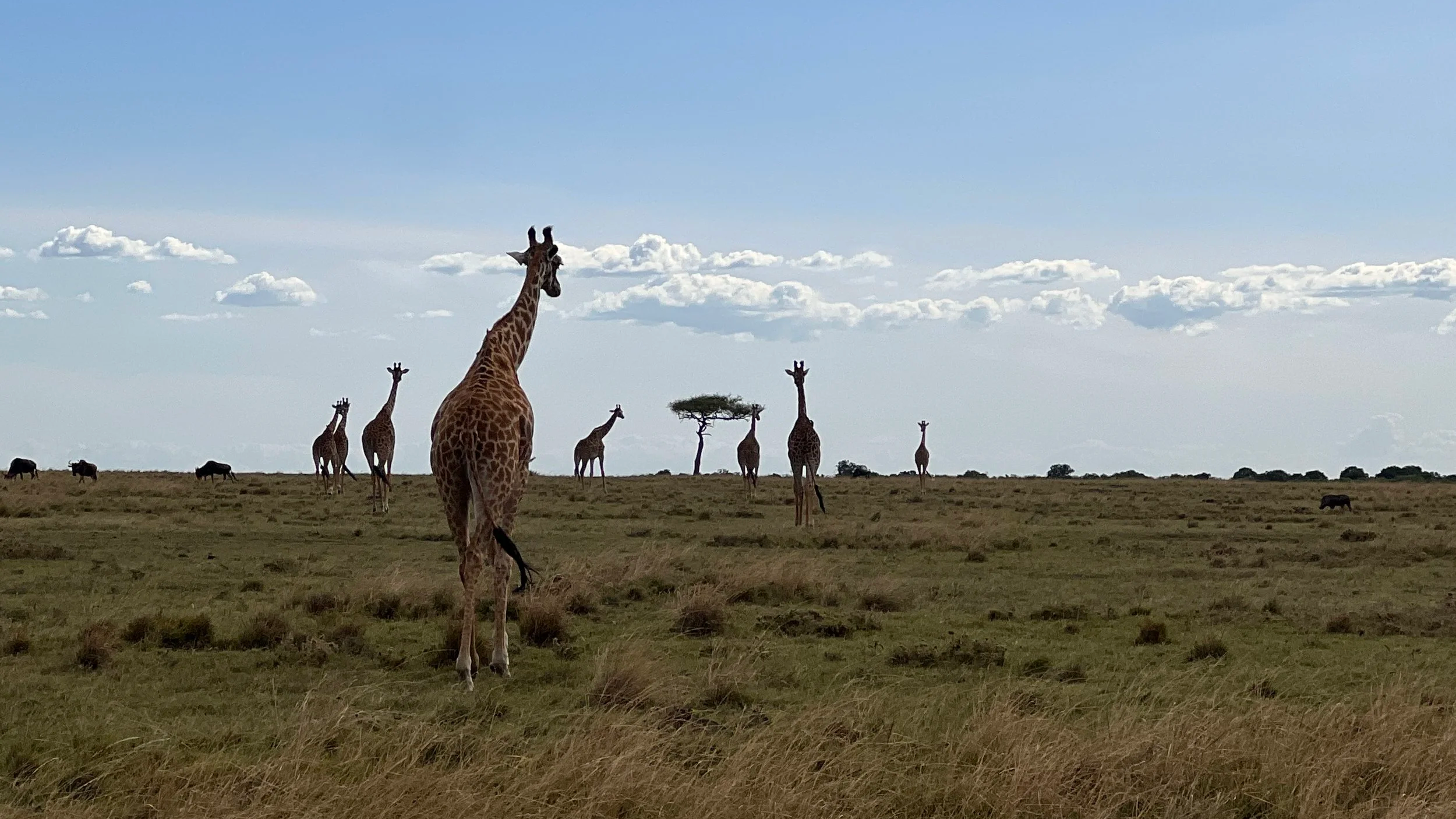 A group of giraffe walking towards the horizon on the Maasai Mara