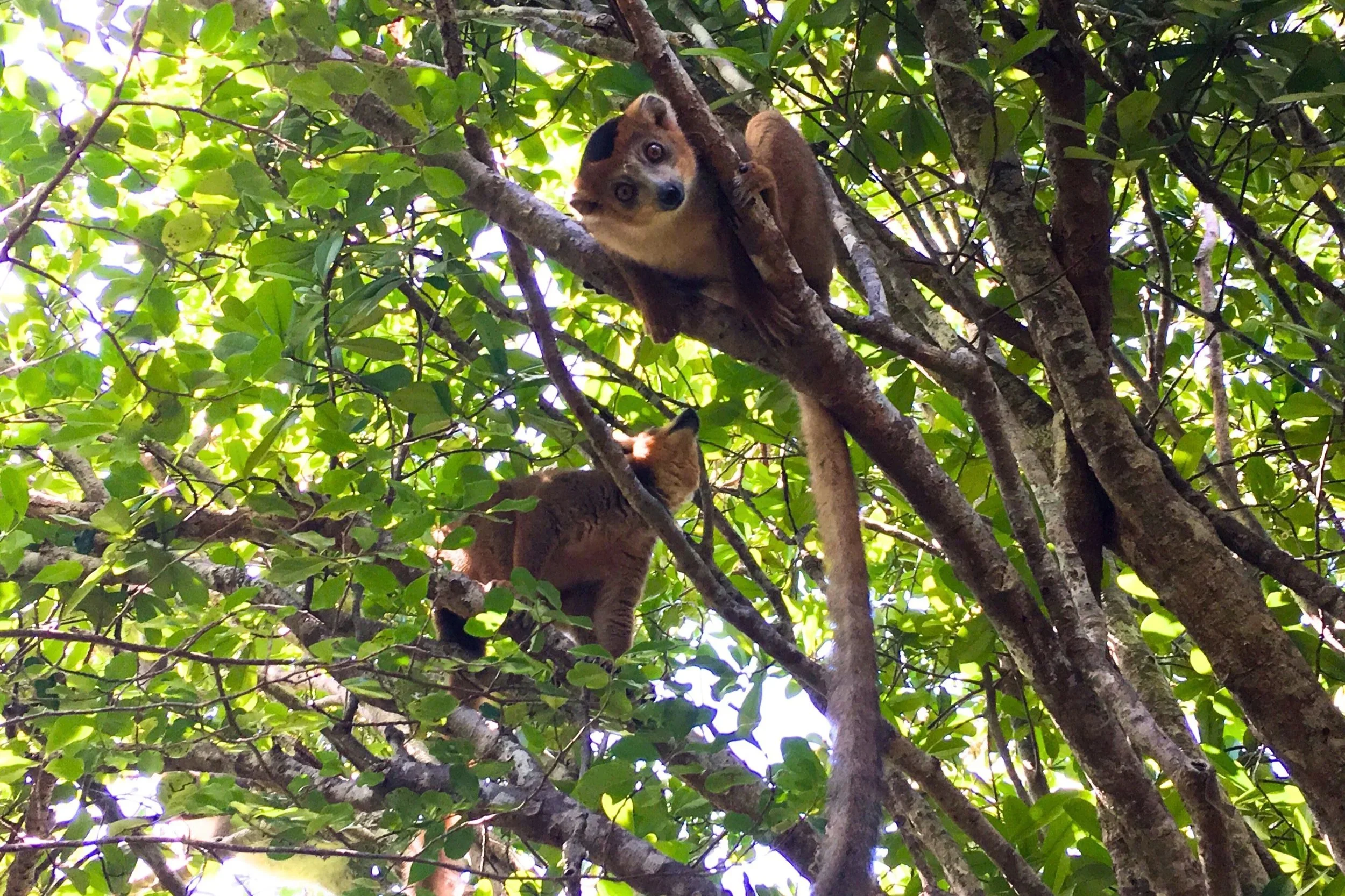 A pair of Crowned Lemurs on Madagascar's Nosy Ankao island