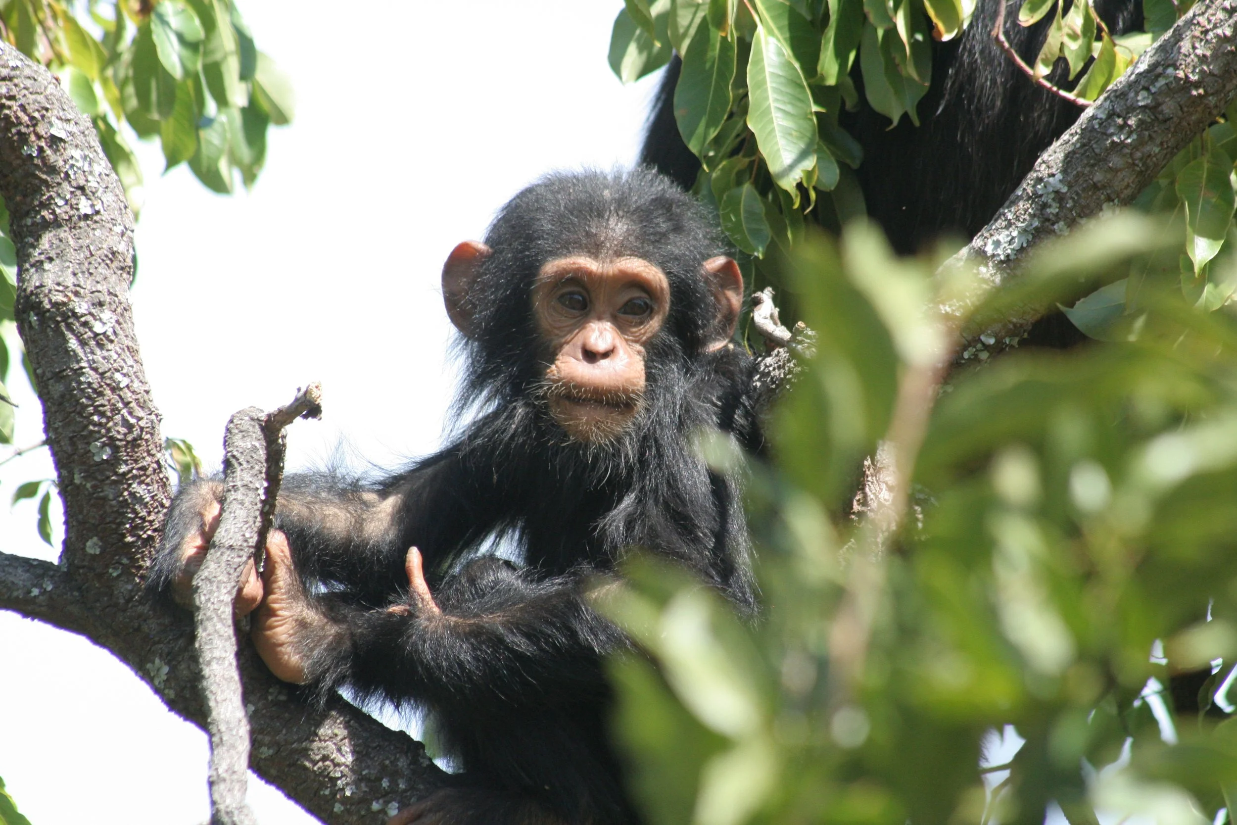 A young chimpanzee in Tanzania's Gombe Stream National Park