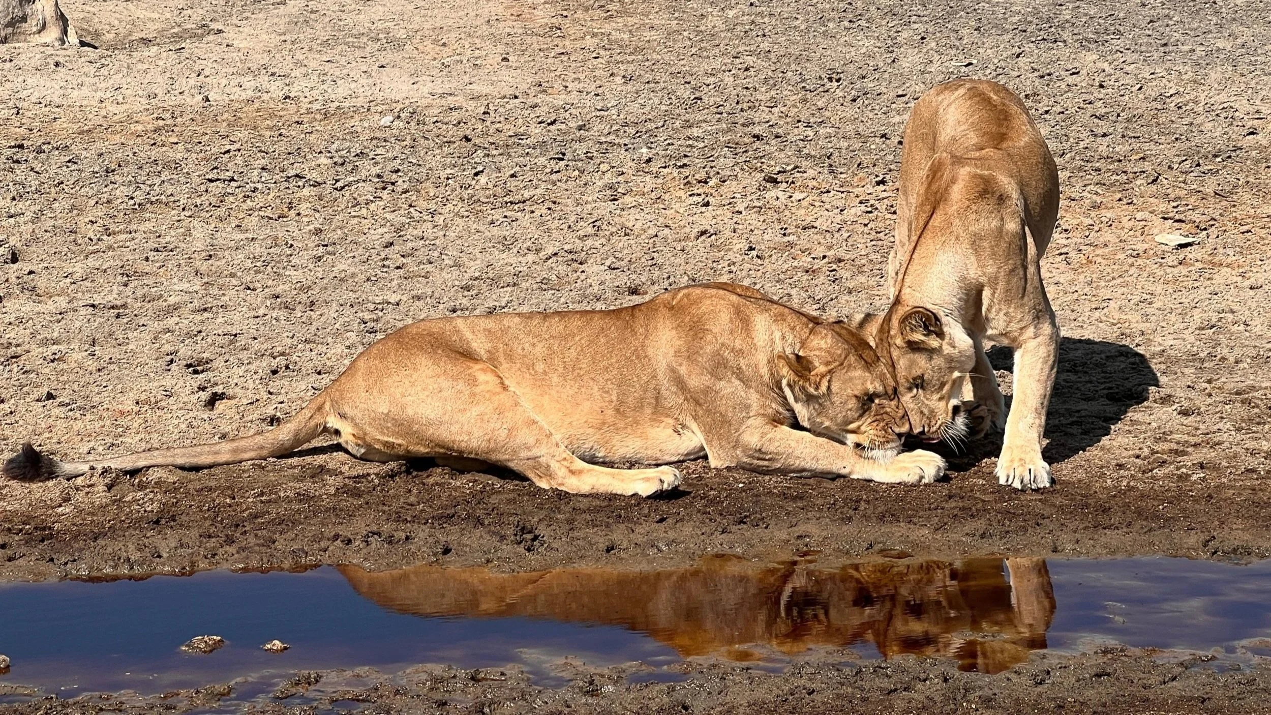 Two female lions head rubbing as a greeting in Tanzania