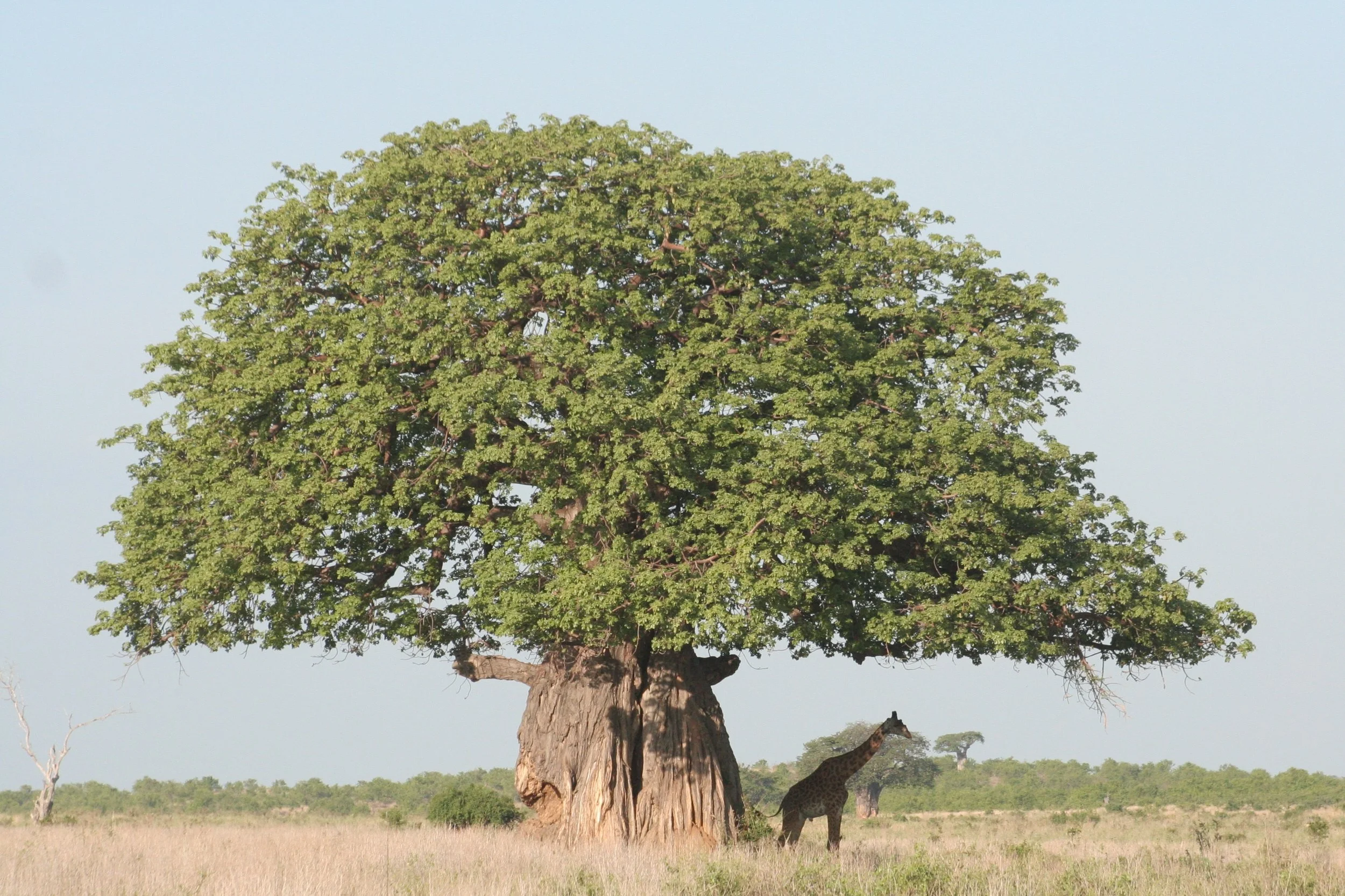 A giraffe standing under a massive Baobab tree in Southern Tanzania