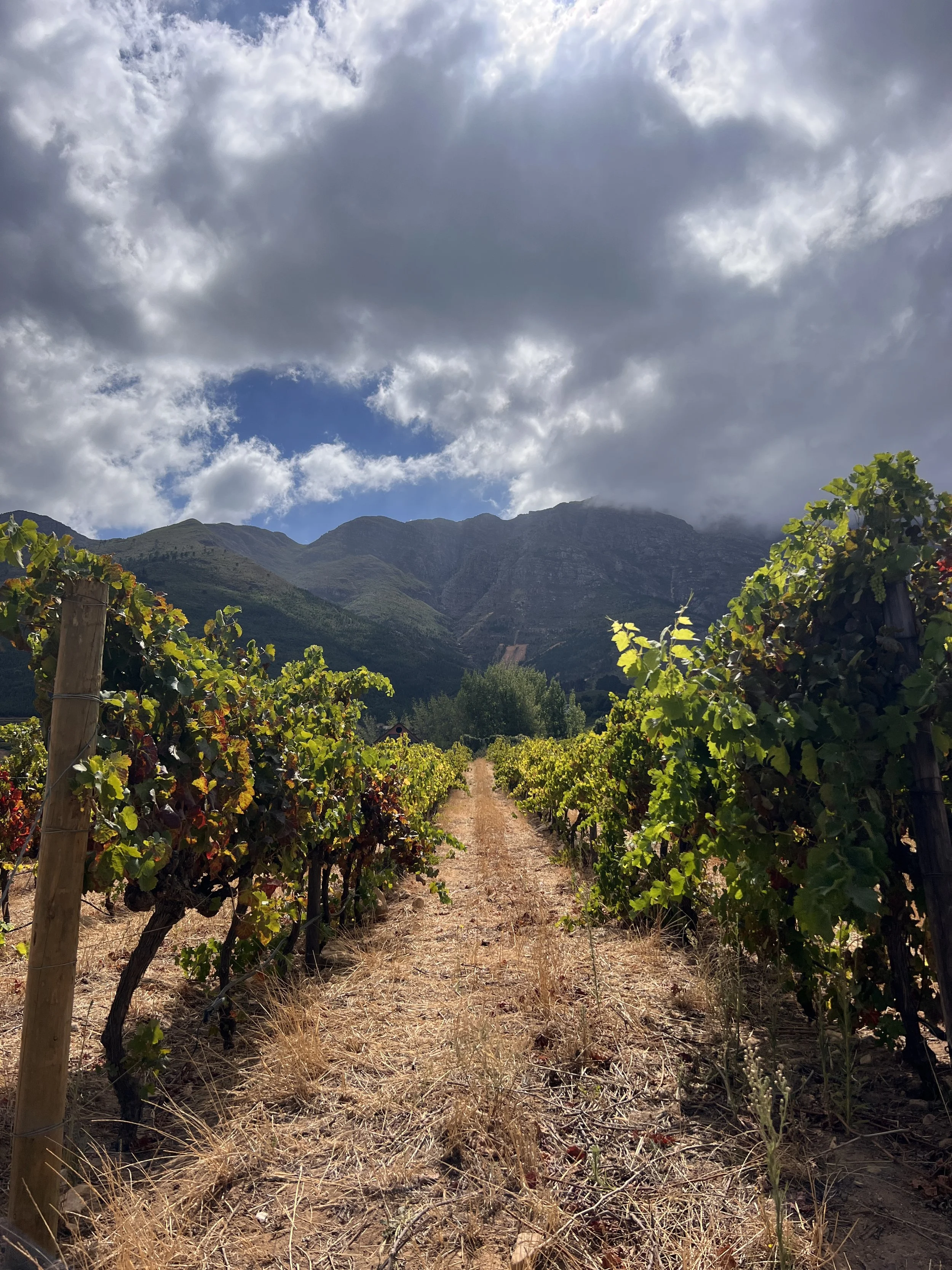 A vineyard with grapevines along a dirt path, mountains in the background, and cloudy skies overhead.