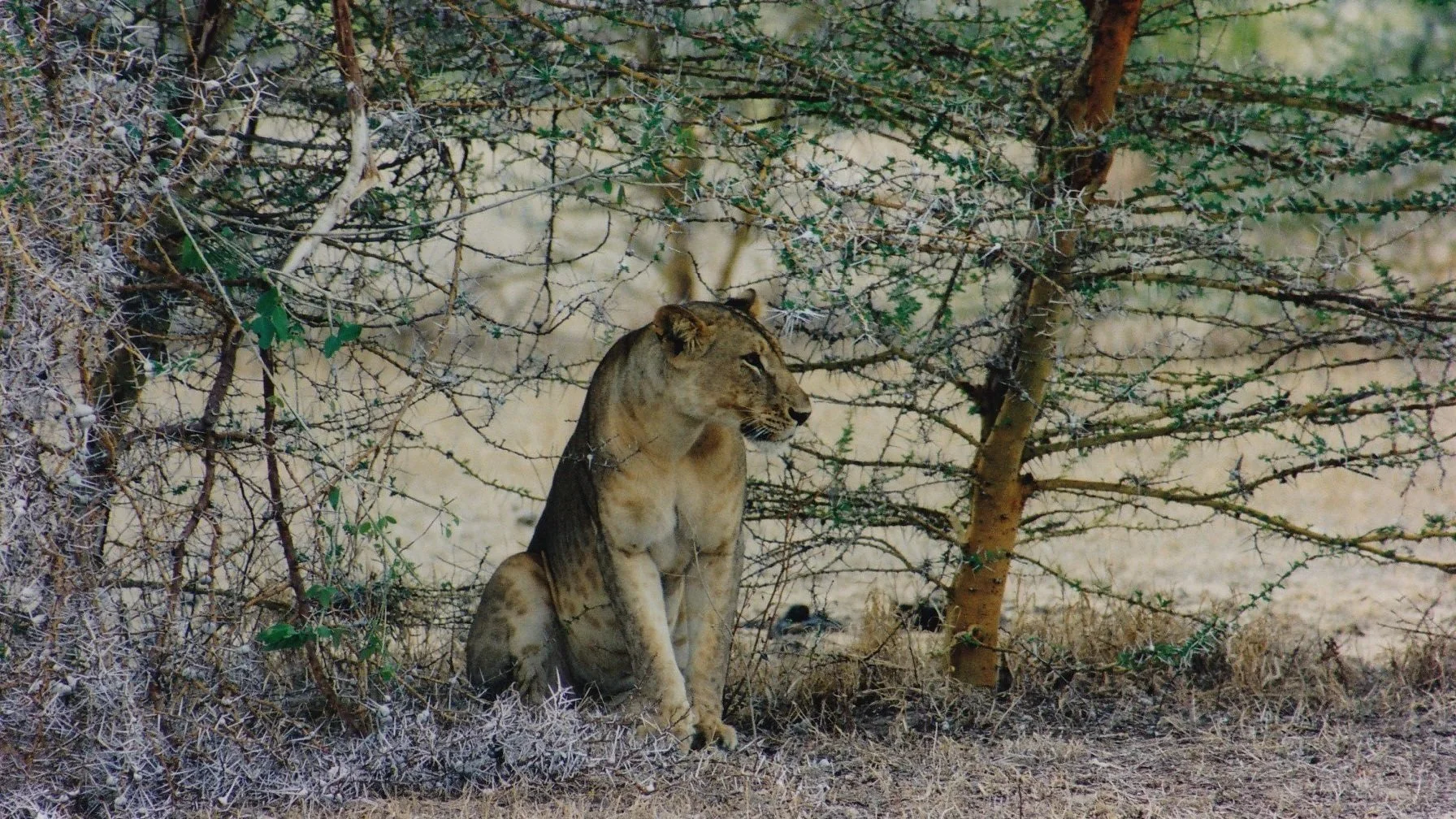 A lioness sitting in thorny scrub
