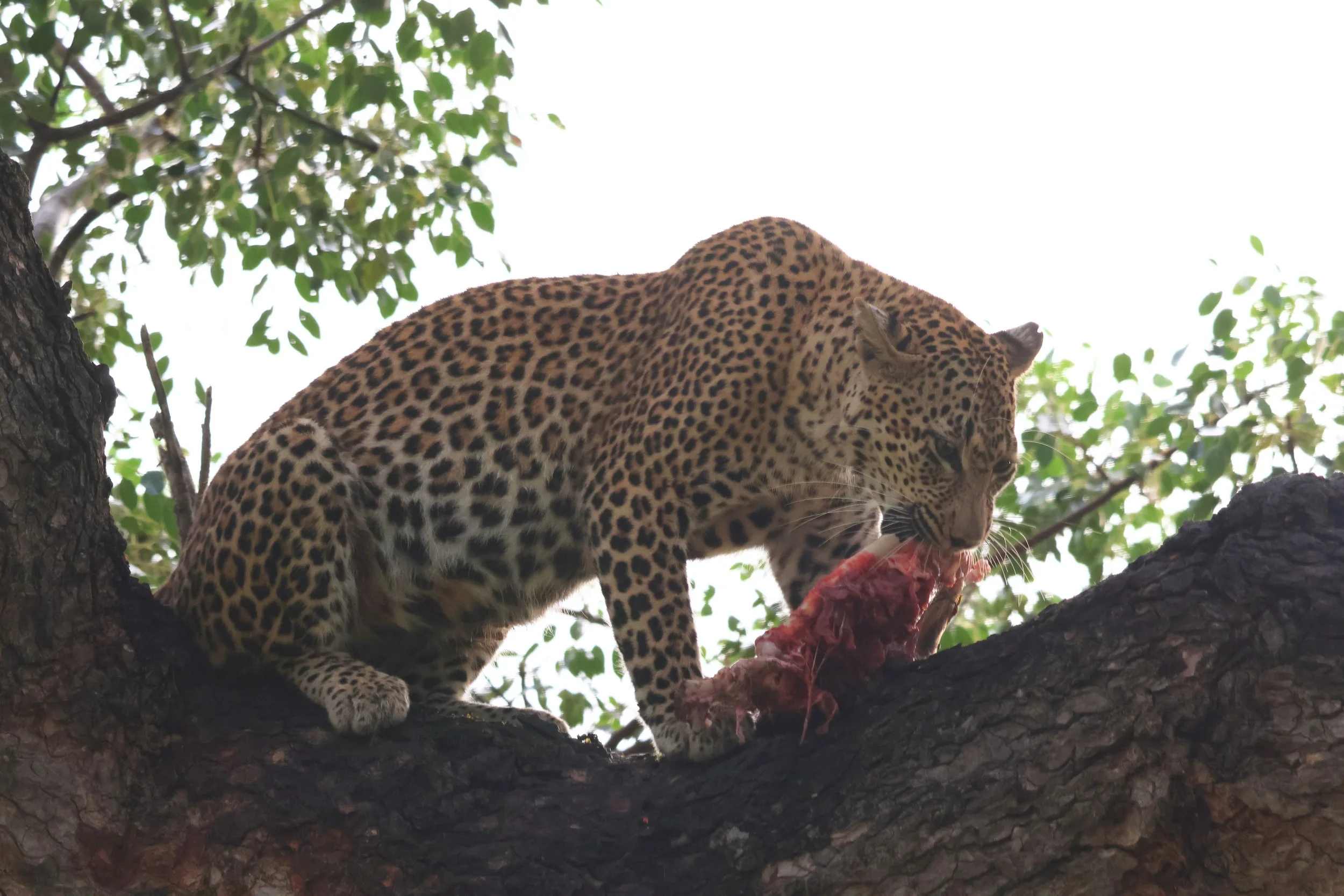 A leopard eating on a tree branch
