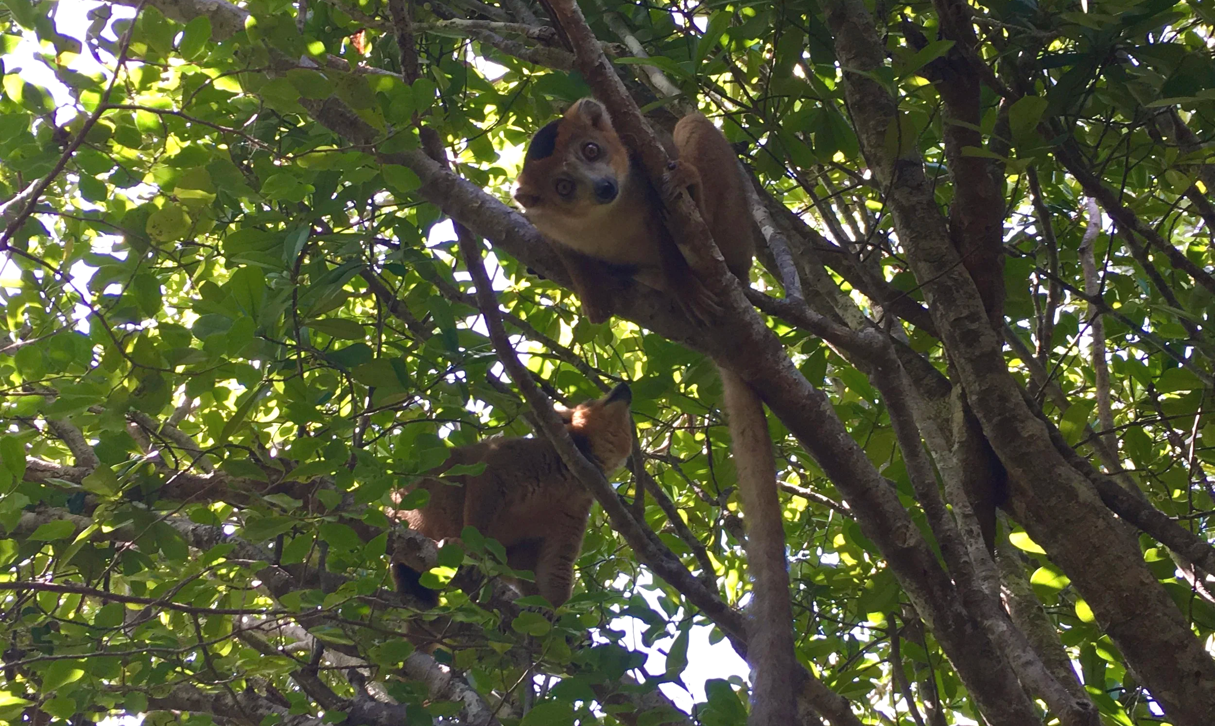 A pair of crowned lemurs in a tree on Nosy Ankao
