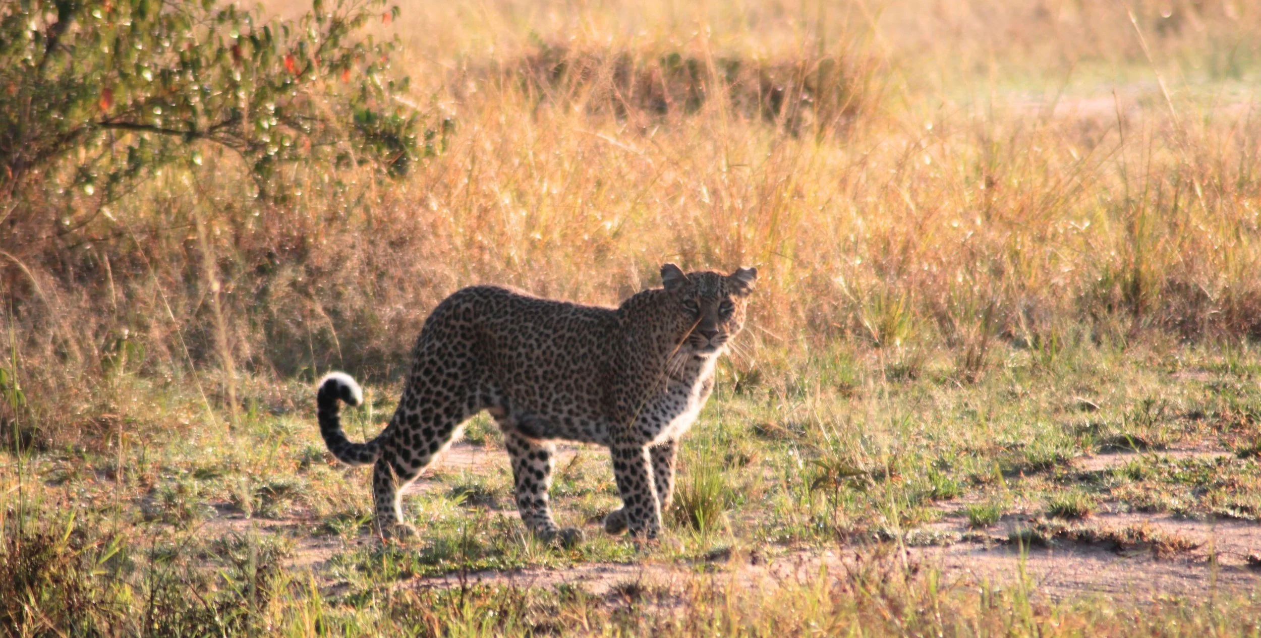 A leopard patrolling it's territory in the Masai Mara