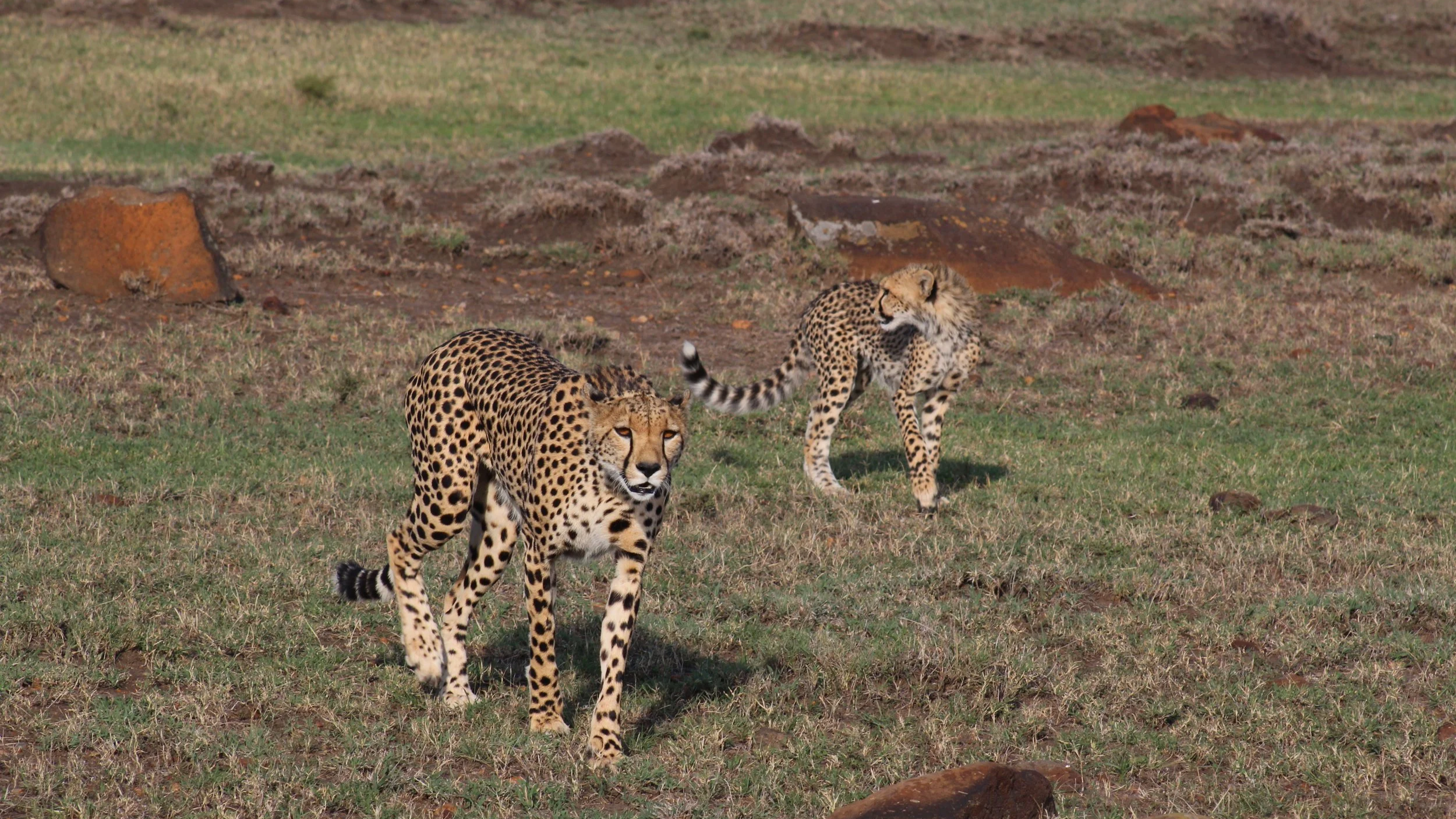 A pair of cheetah walk across the savanna in Kenya