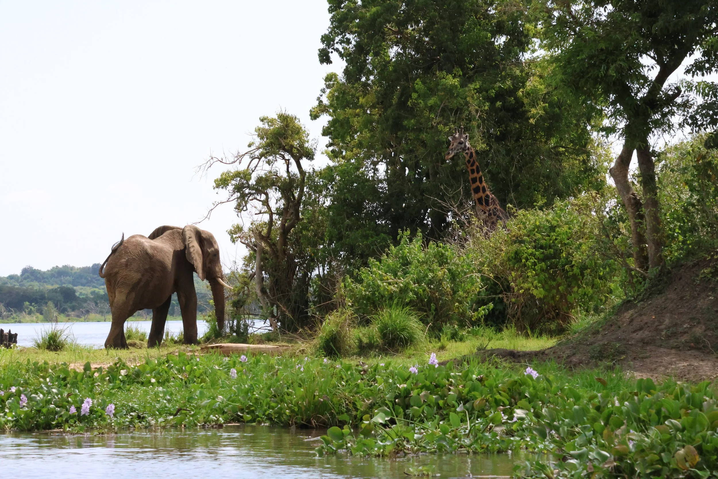 An elephant and giraffe in dense greenery on the banks of the Nile in Uganda