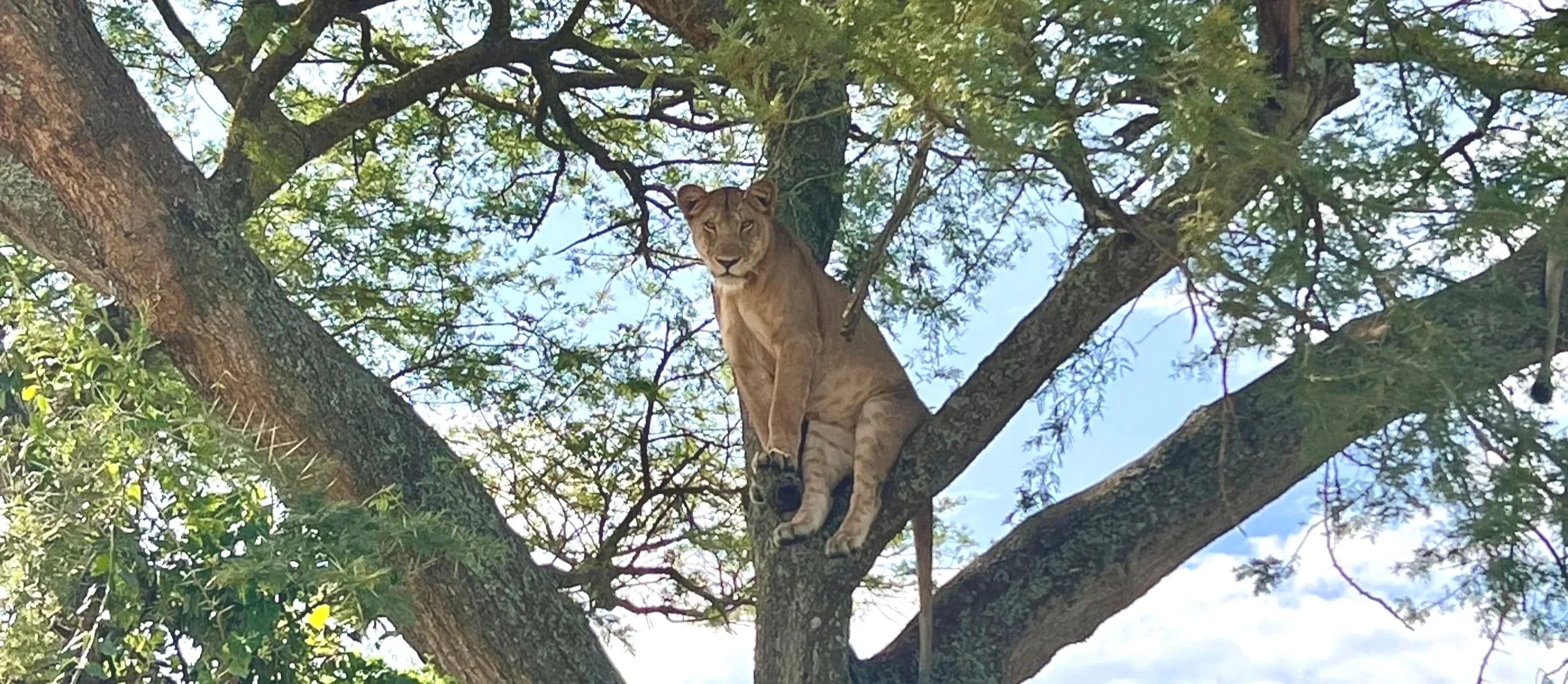 A lioness sitting in a tree among green leaves, looking downward.