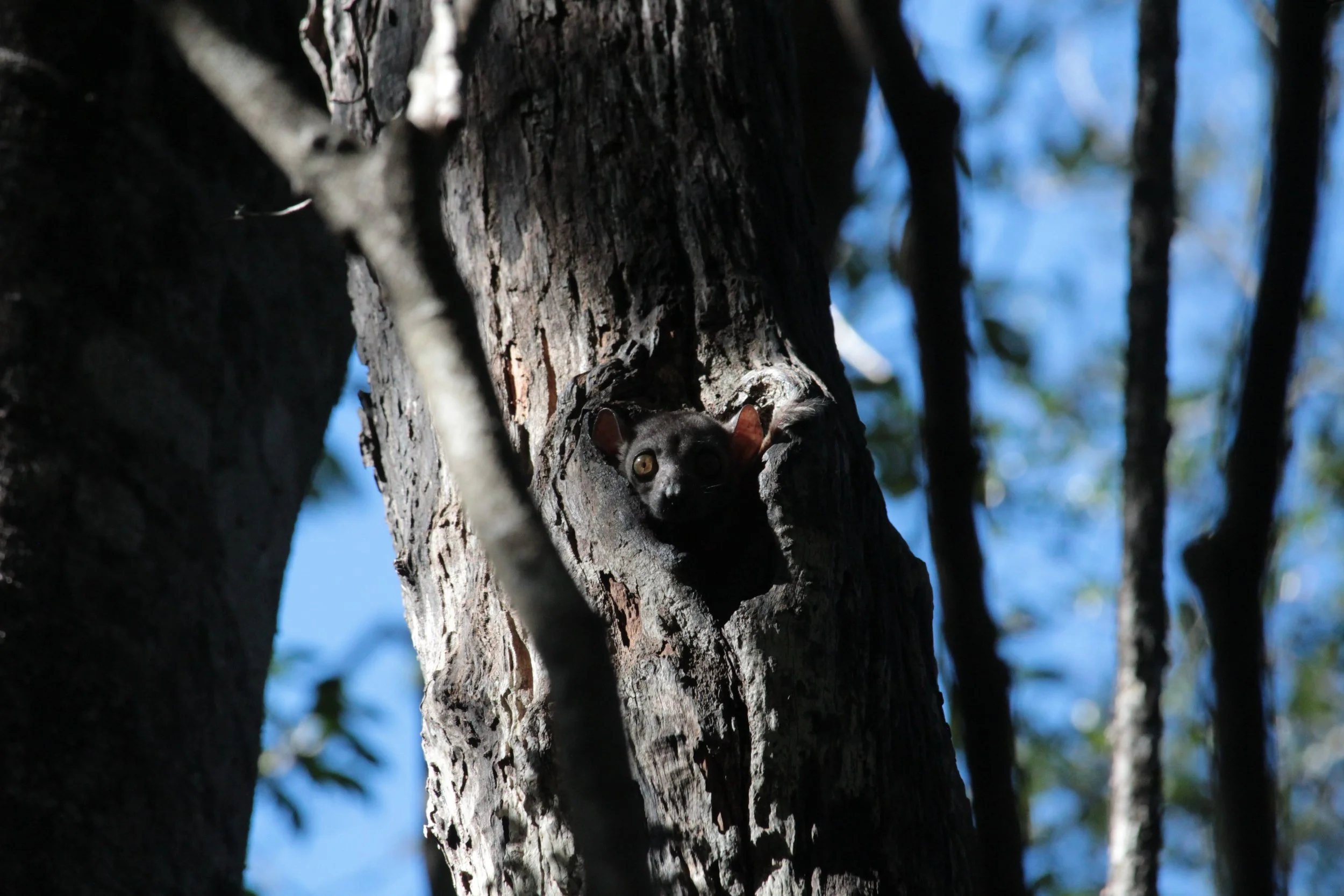 A lemur with yellow eyes peering out from the hollow of a tree trunk in a forest.