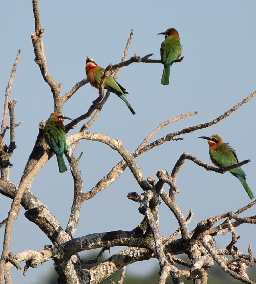 Five colorful birds perched on leafless tree branches against a clear sky.