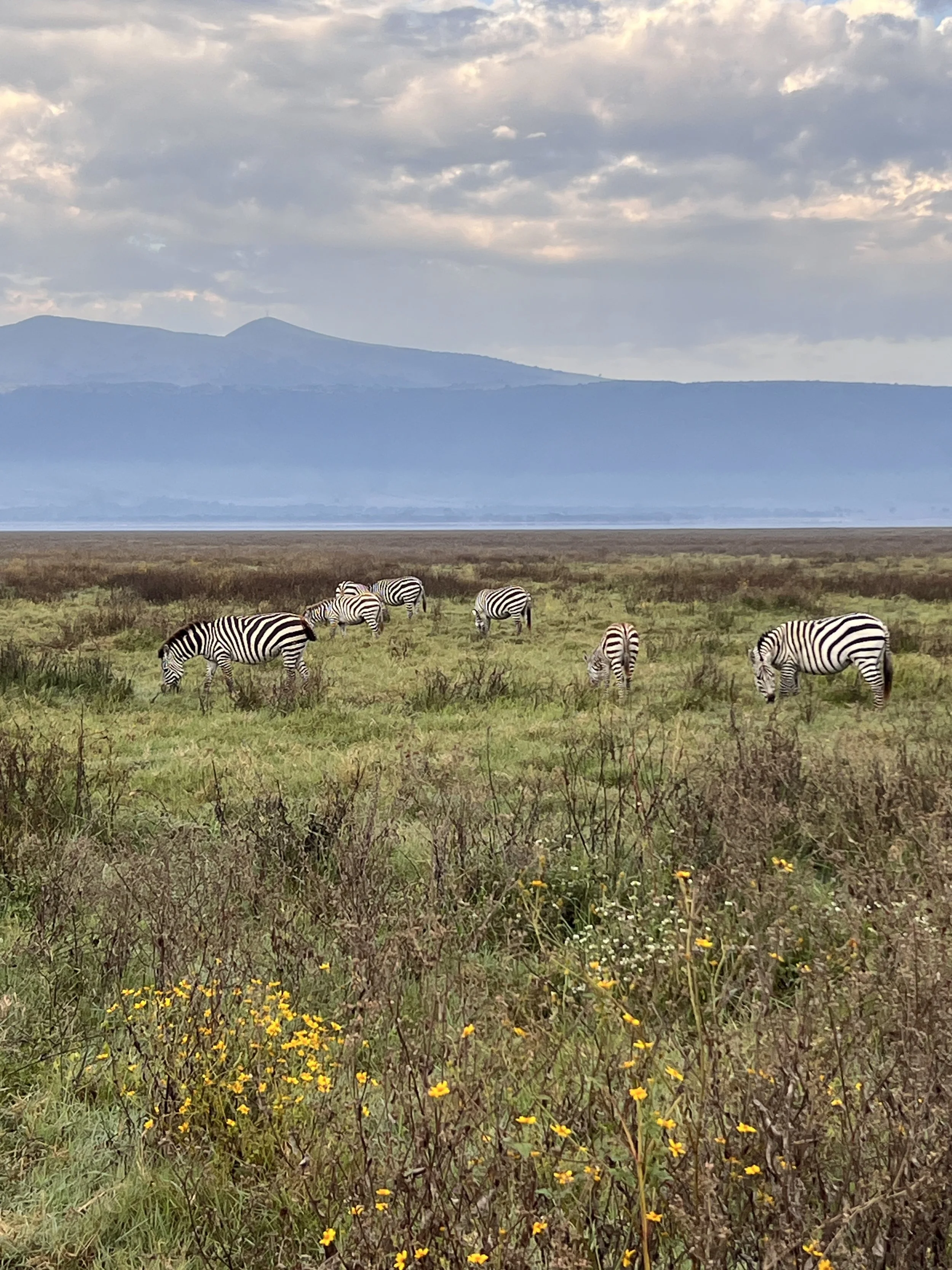 Zebra grazing in the Ngorongoro Crater, Tanzania