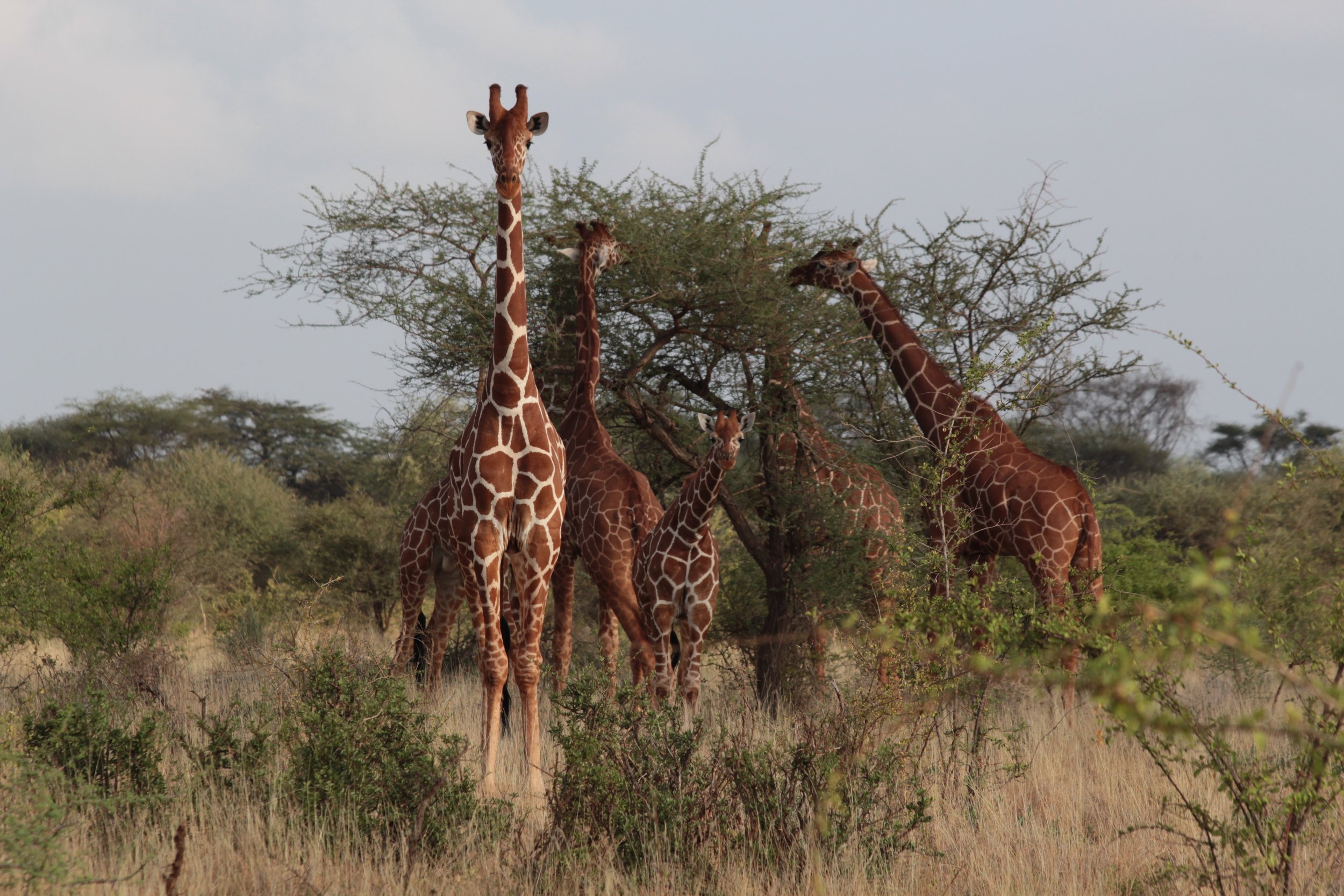 Reticulated giraffe — one of the Samburu Special Five species found only in northern Kenya