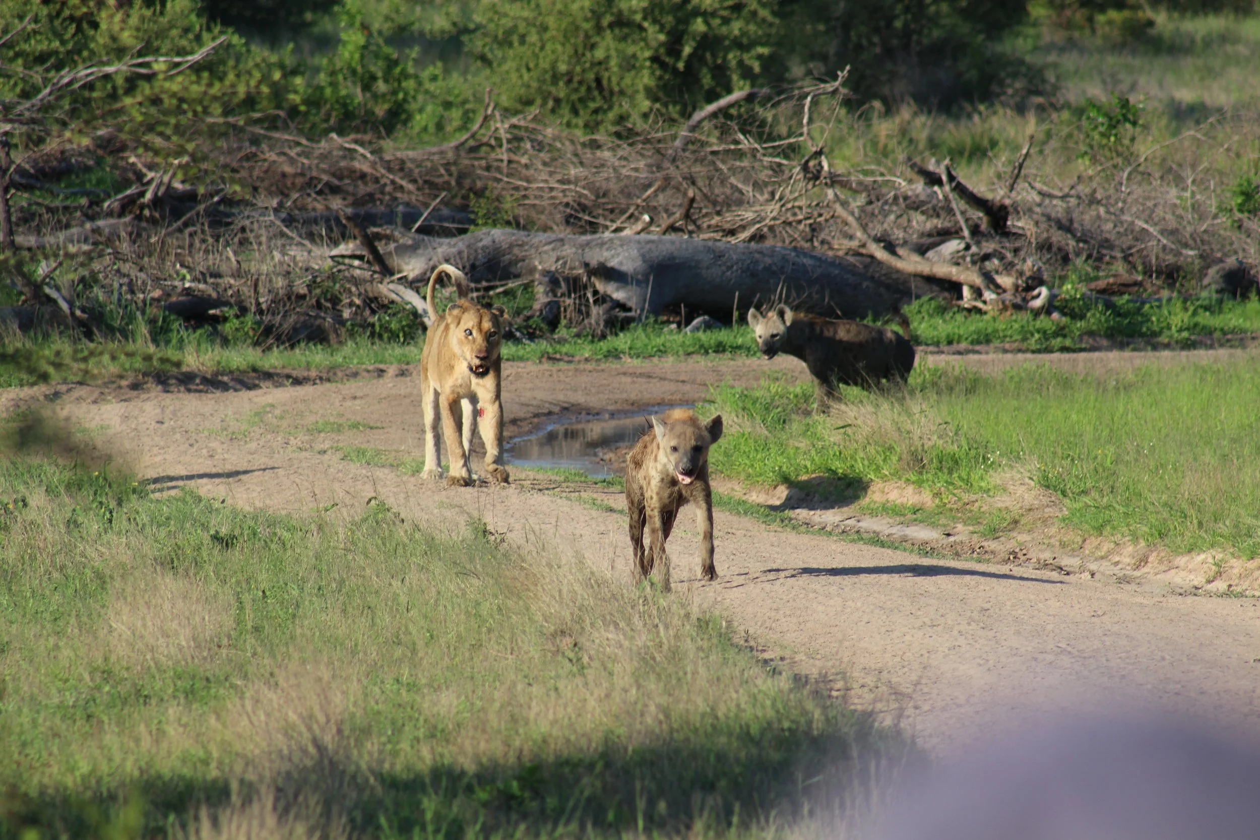 A lion chasing a hyena away while another hyena looks on