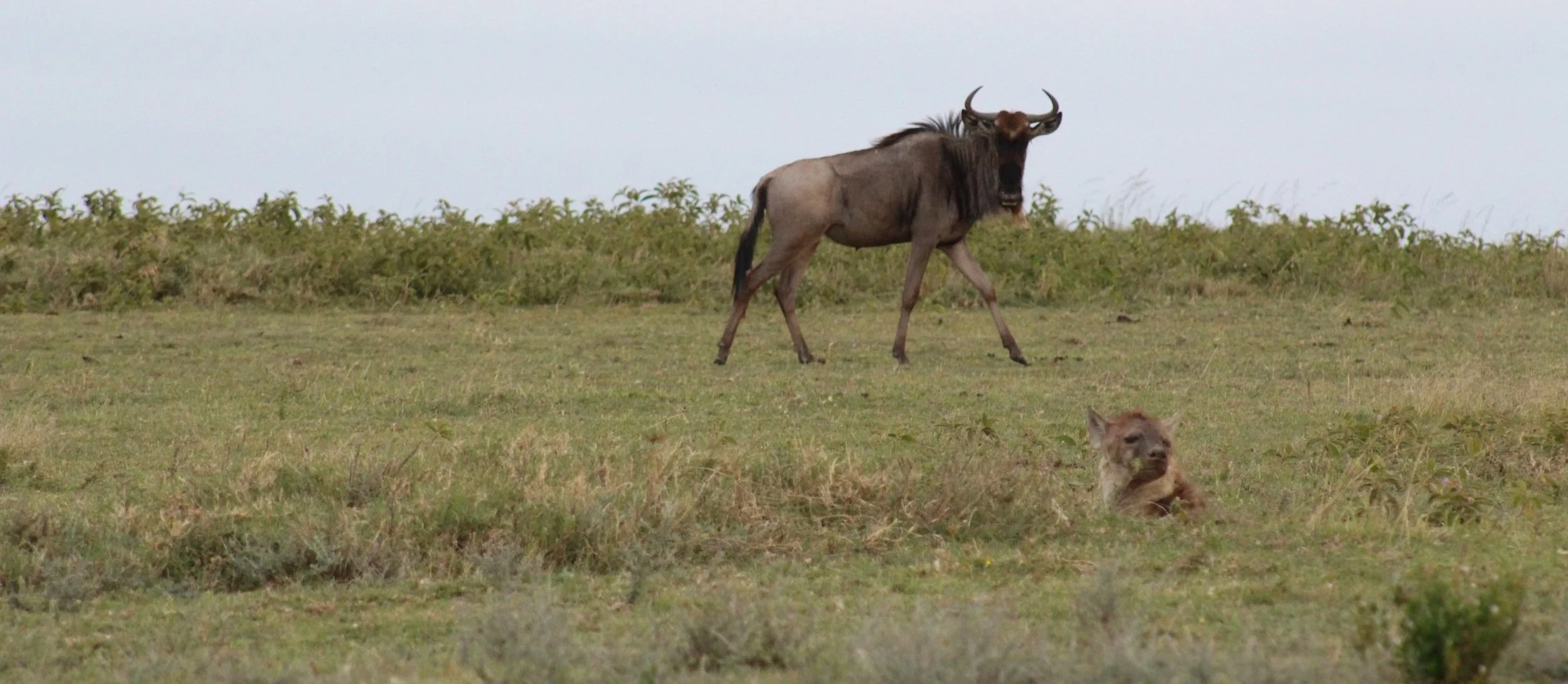Wildebeest and hyena on the Serengeti