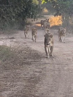 a pride of lions walking along a dusty track in Zambia's Lower Zambezi National Park