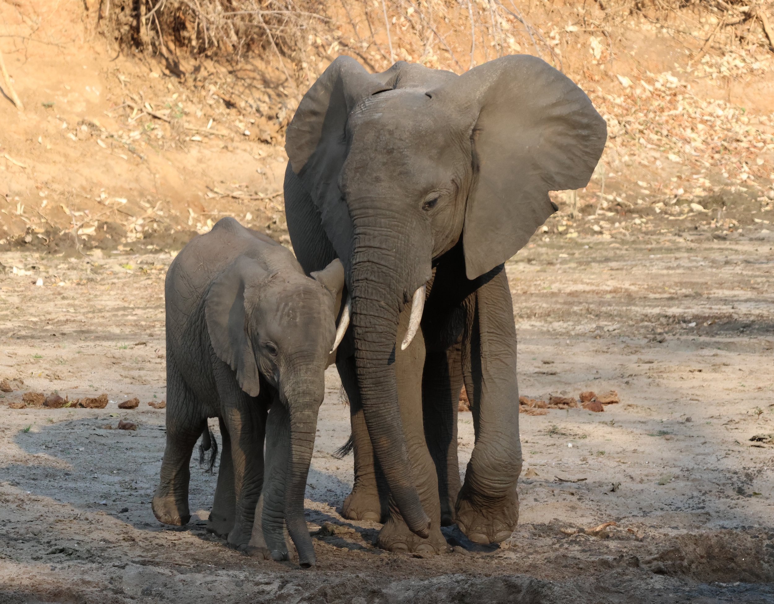 A pair of young elephants walking