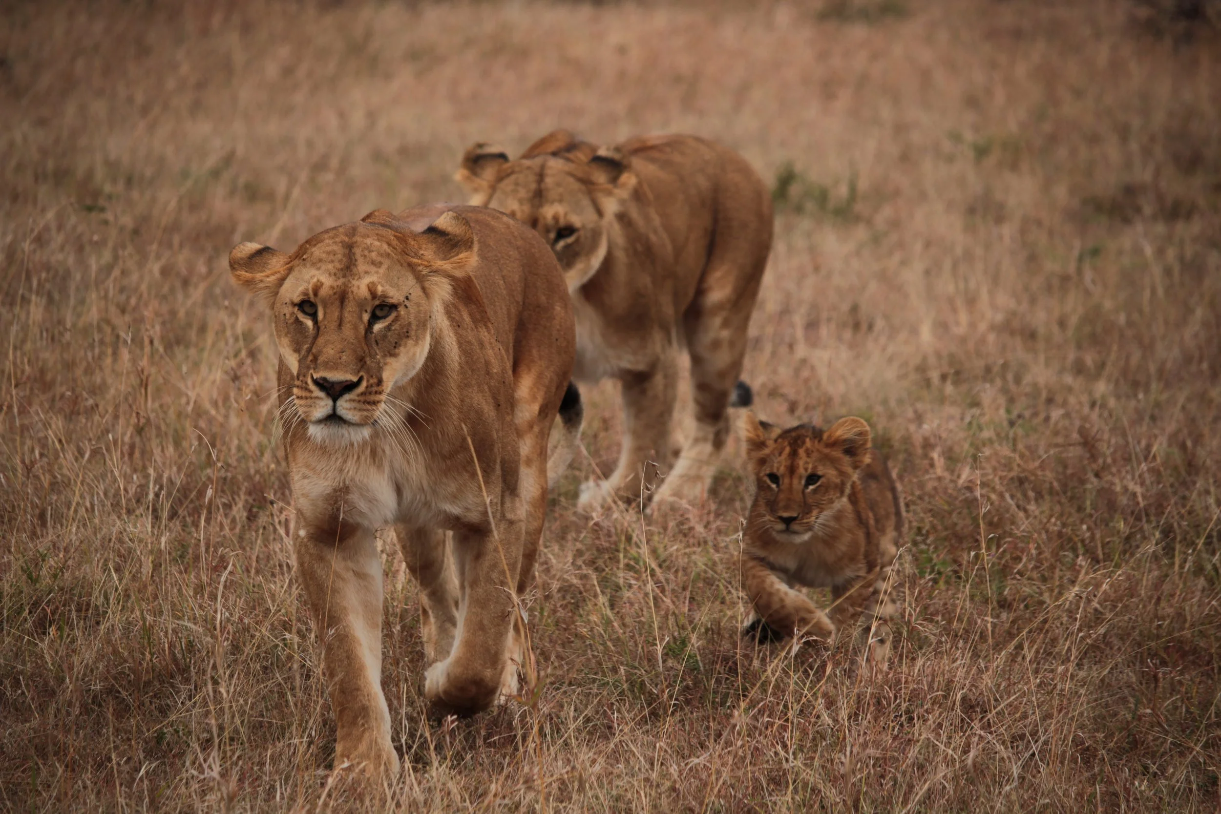 Two female lions and a small cub walking in Kenya