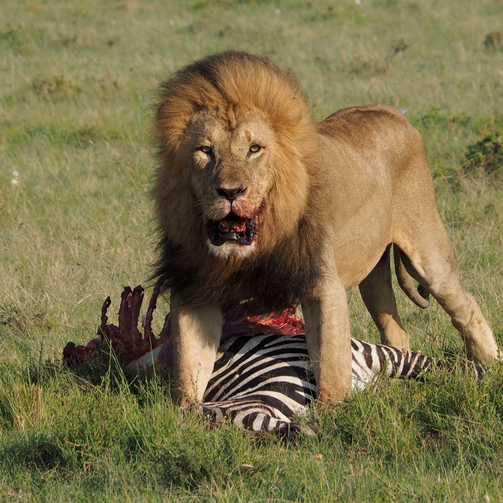 a male lion standing over a zebra kill in Kenya