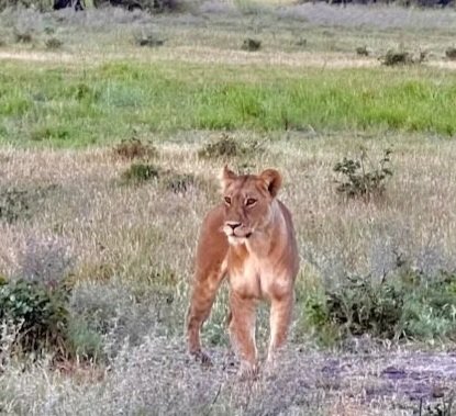 a lioness on a grassy plain in Botswana