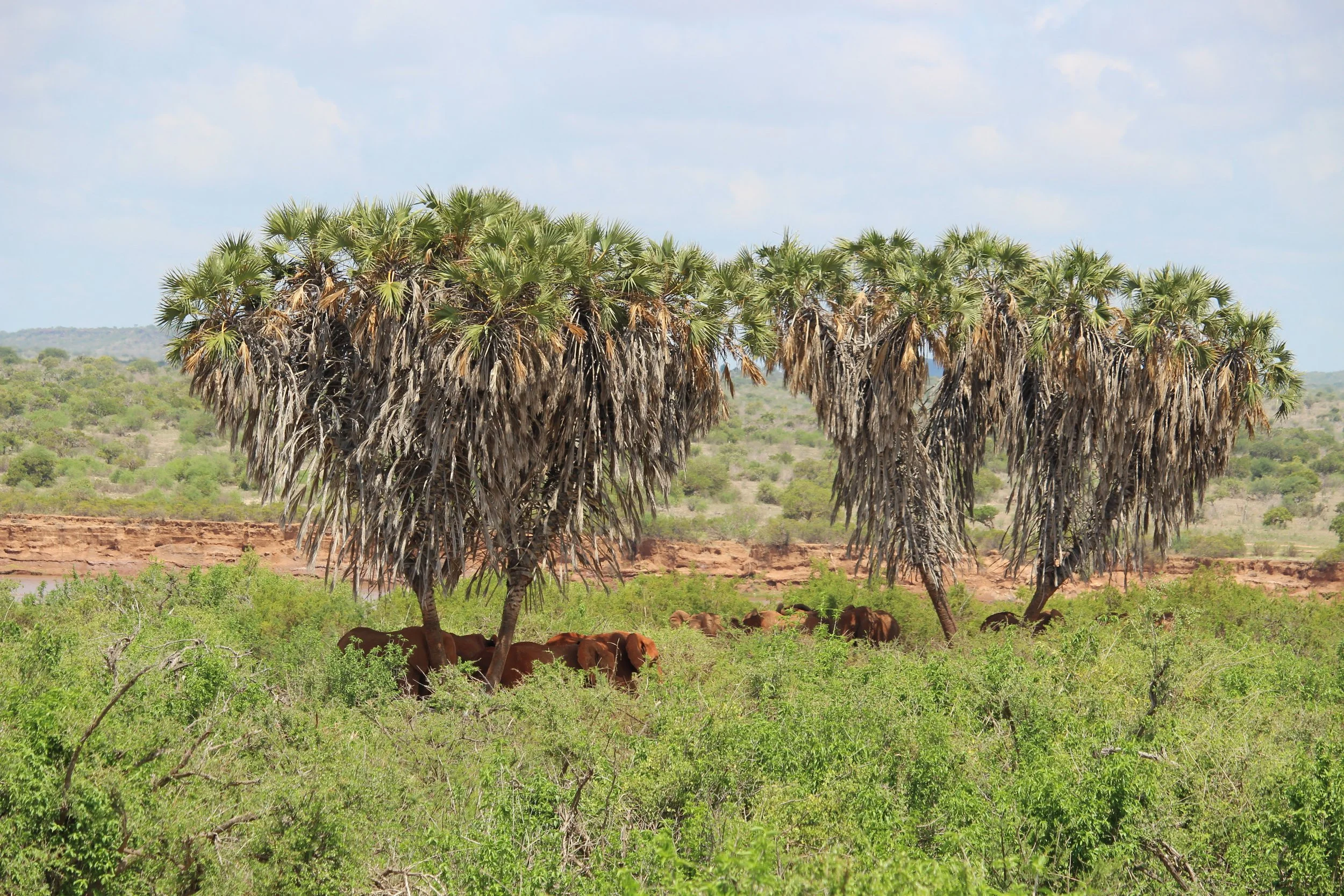 A herd of red elephants shelter in the shade of Doum Palms in Tsavo National Park