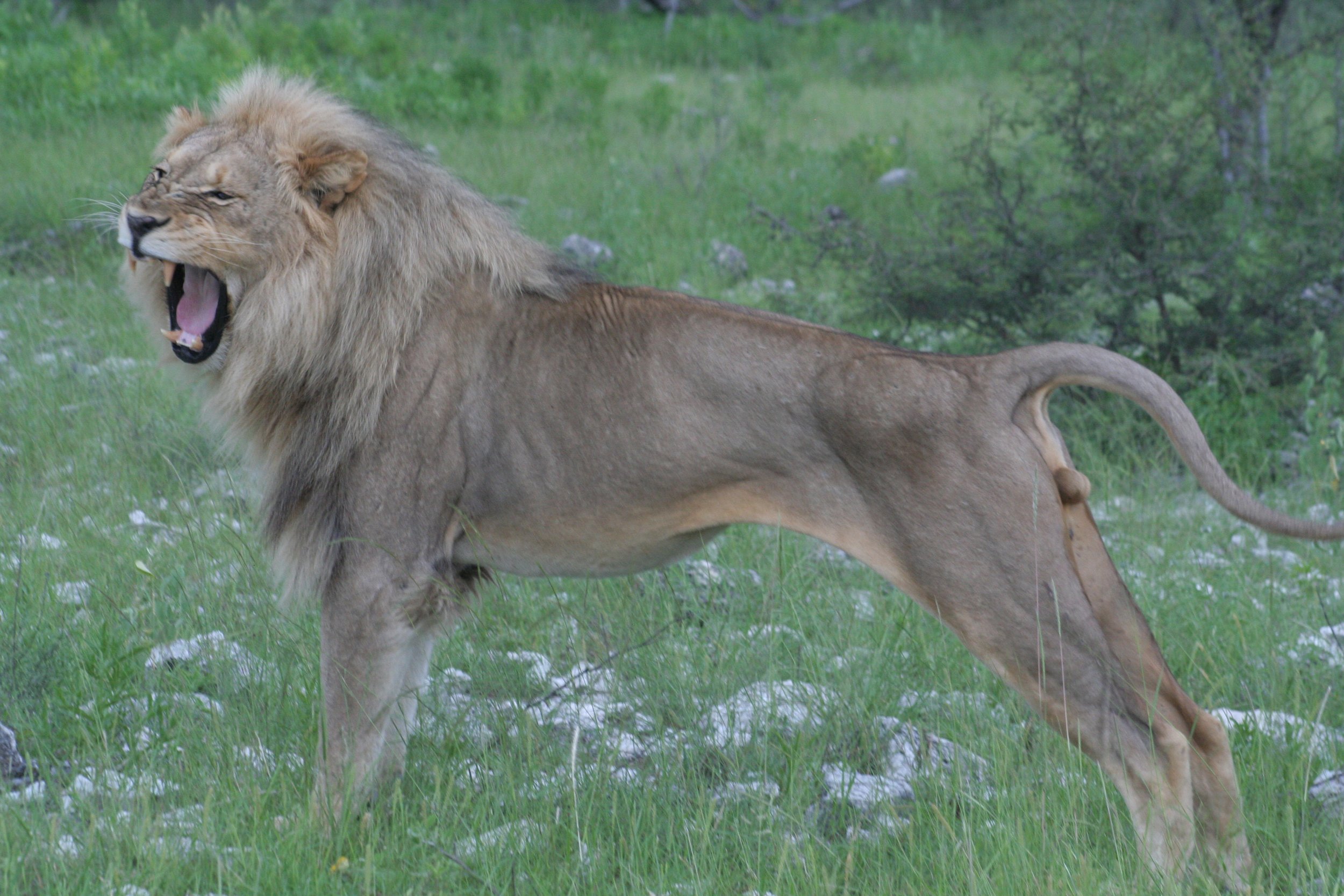 A male lion stretching and yawning in Etosha National Park, Namibia