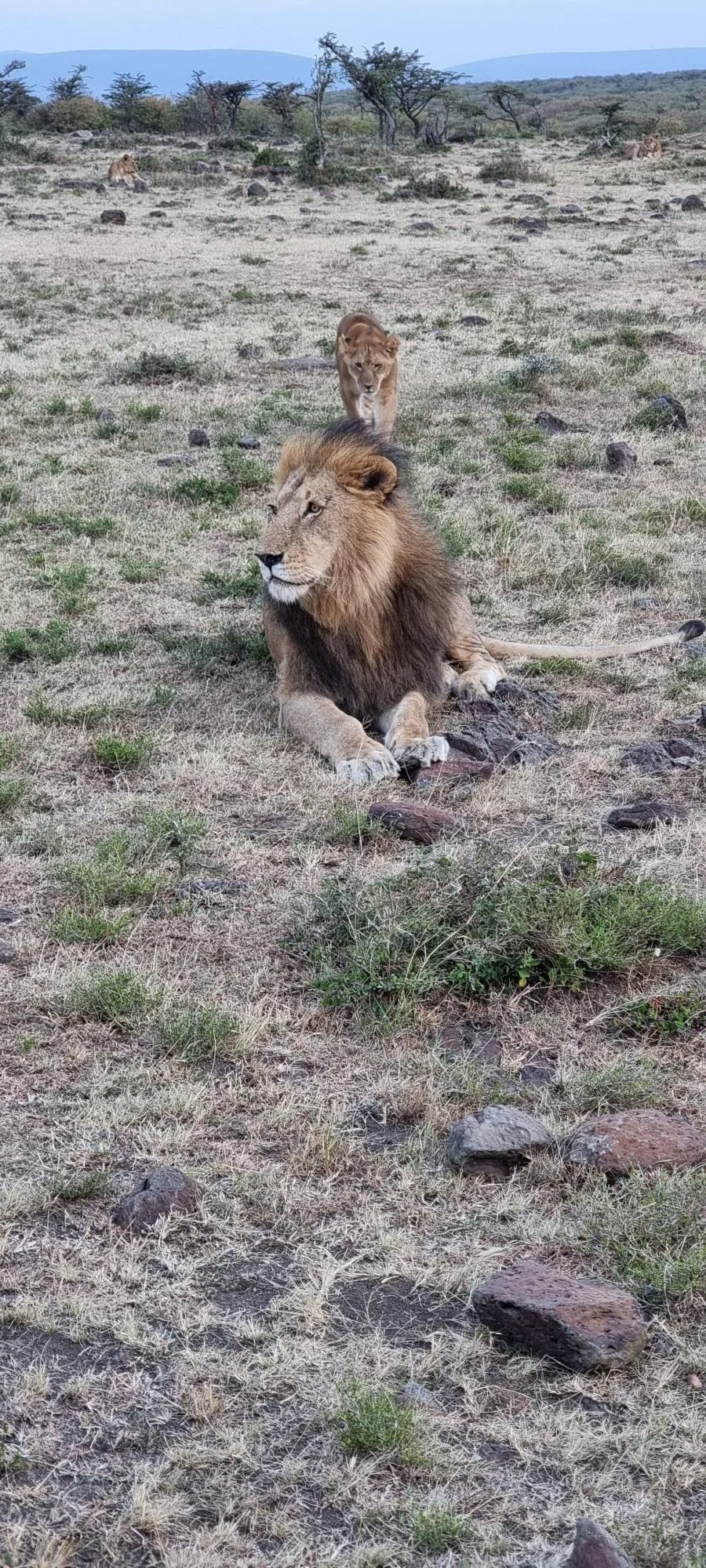 A male lion on Kenya's Naboisho conservancy