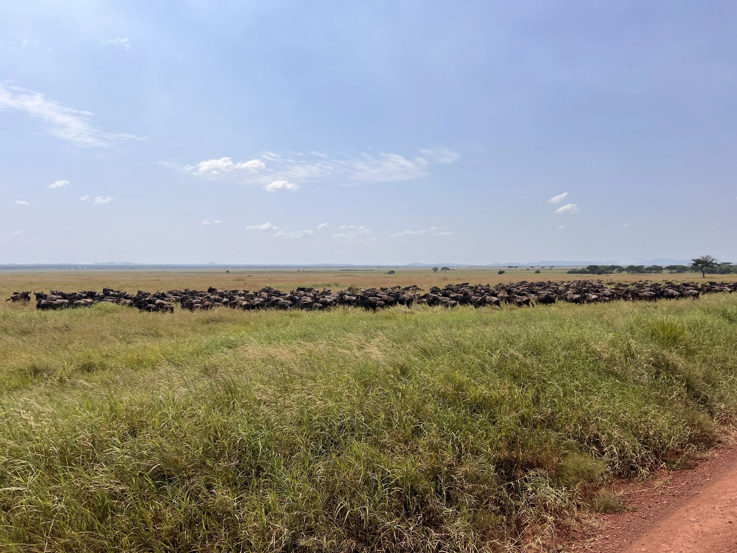 Wildebeest stretch across the horizon during the Serengeti's Great Migration