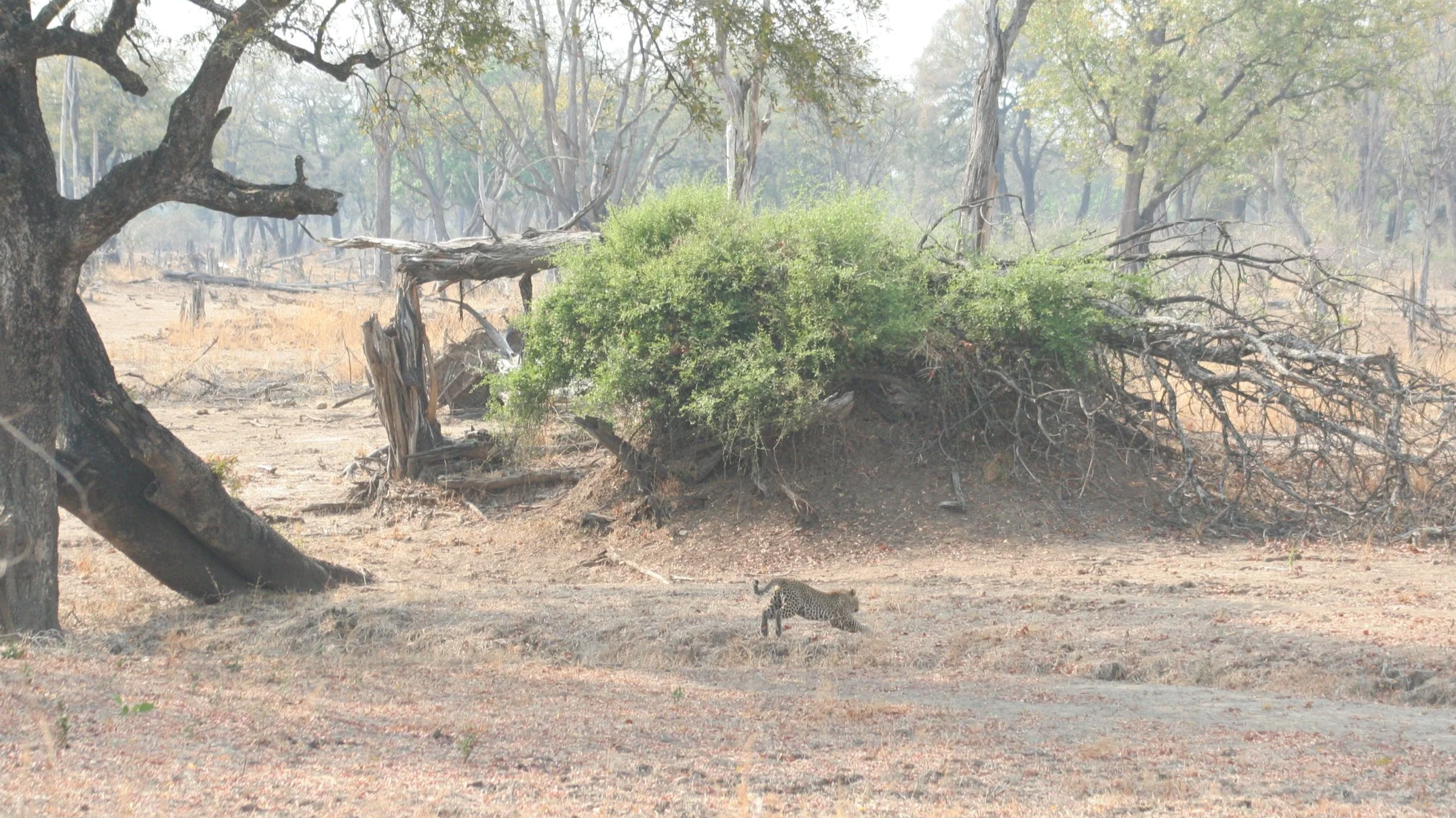 a leopard encountered during a walking safari