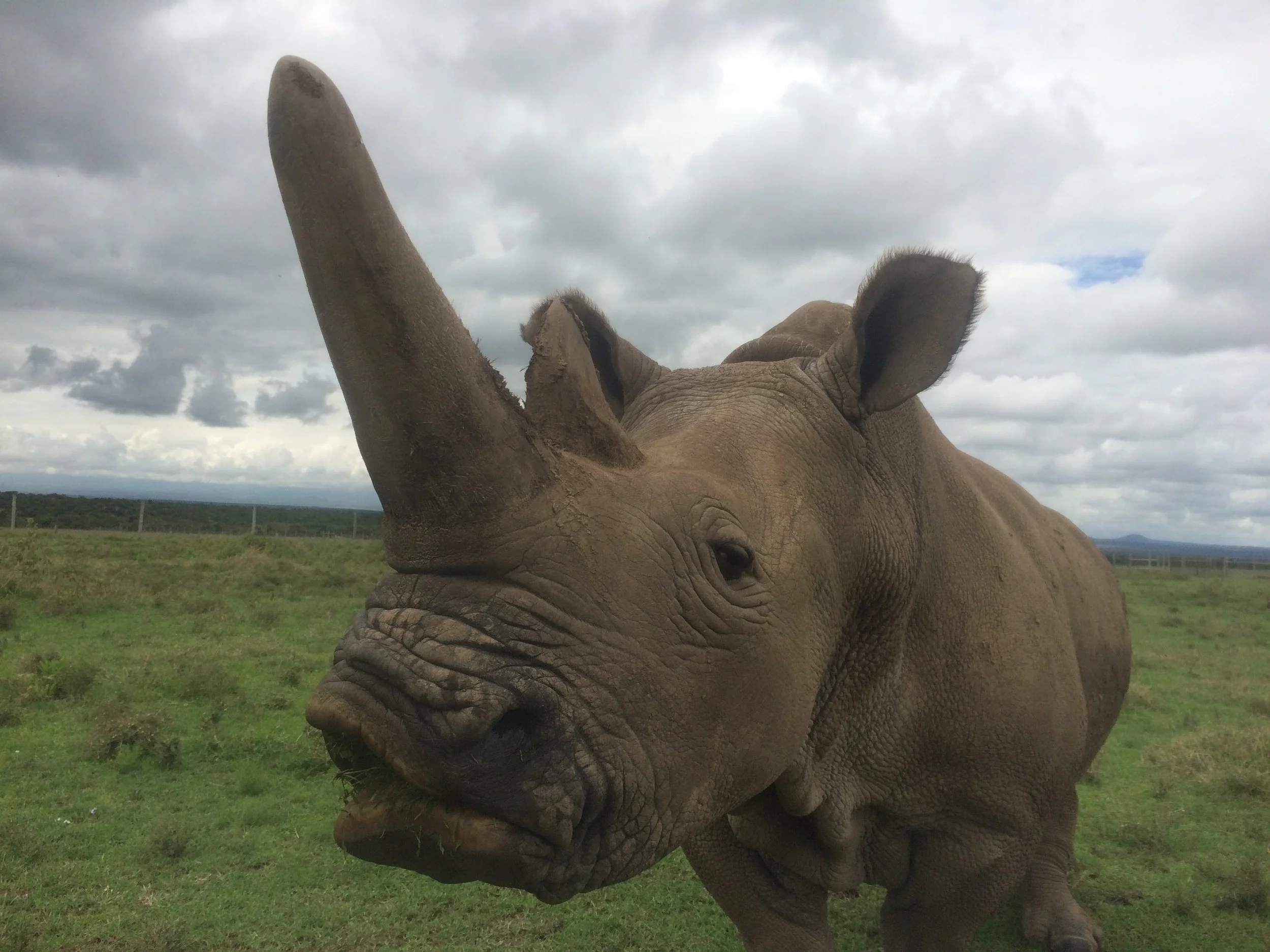 A close up of a Northern White Rhino at Kenya's Ol Pejeta Conservancy