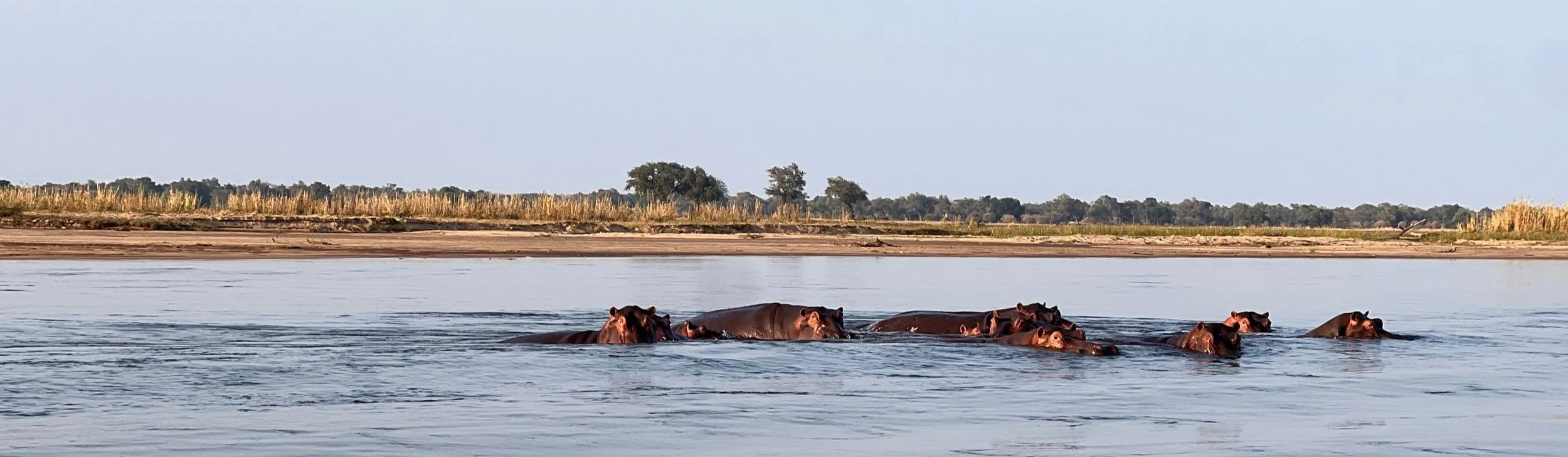 A pod of hippos submerged in the Zambezi River