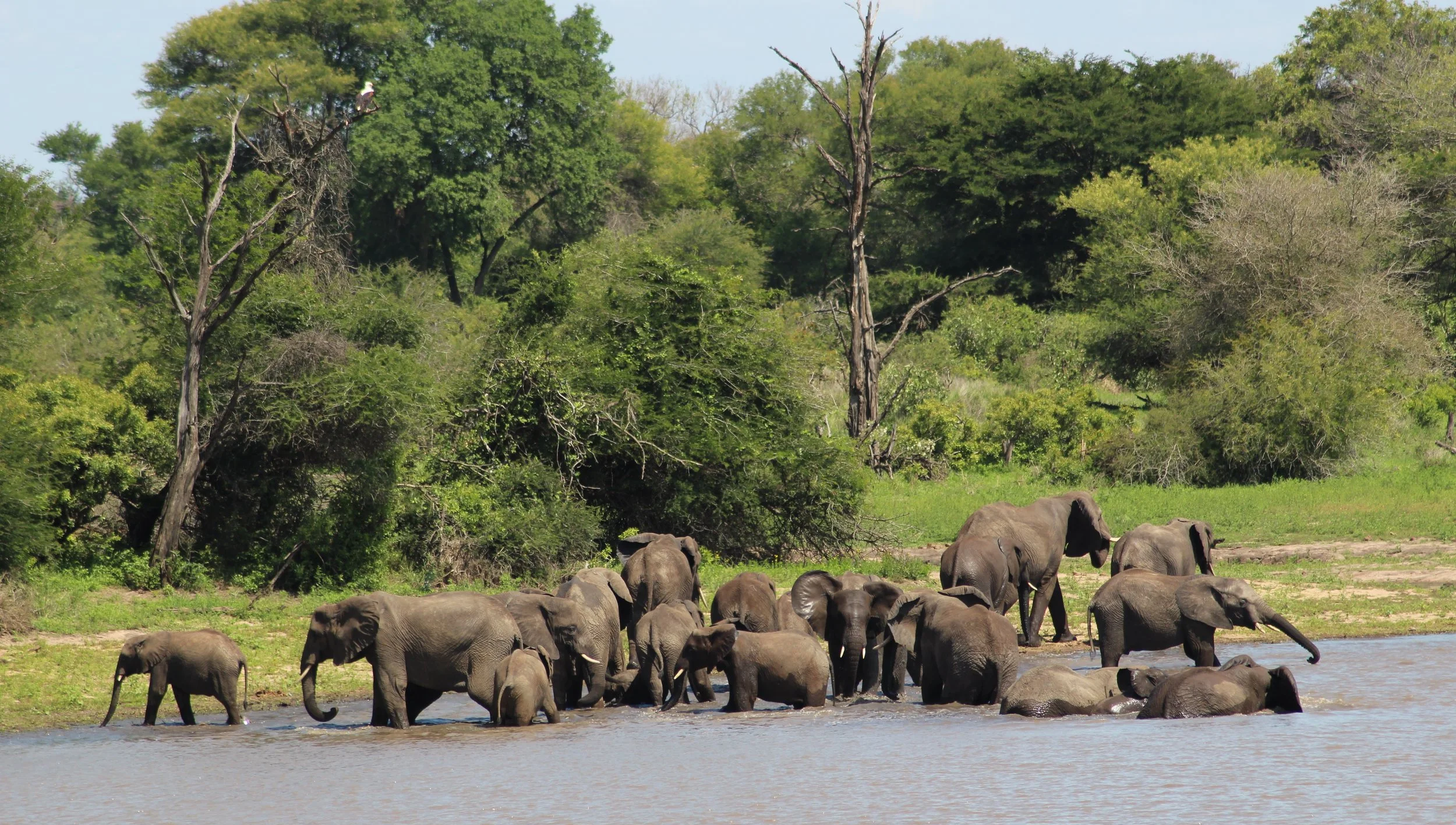 A herd of elephant bathing in a waterhole in South Africa's Kruger Park
