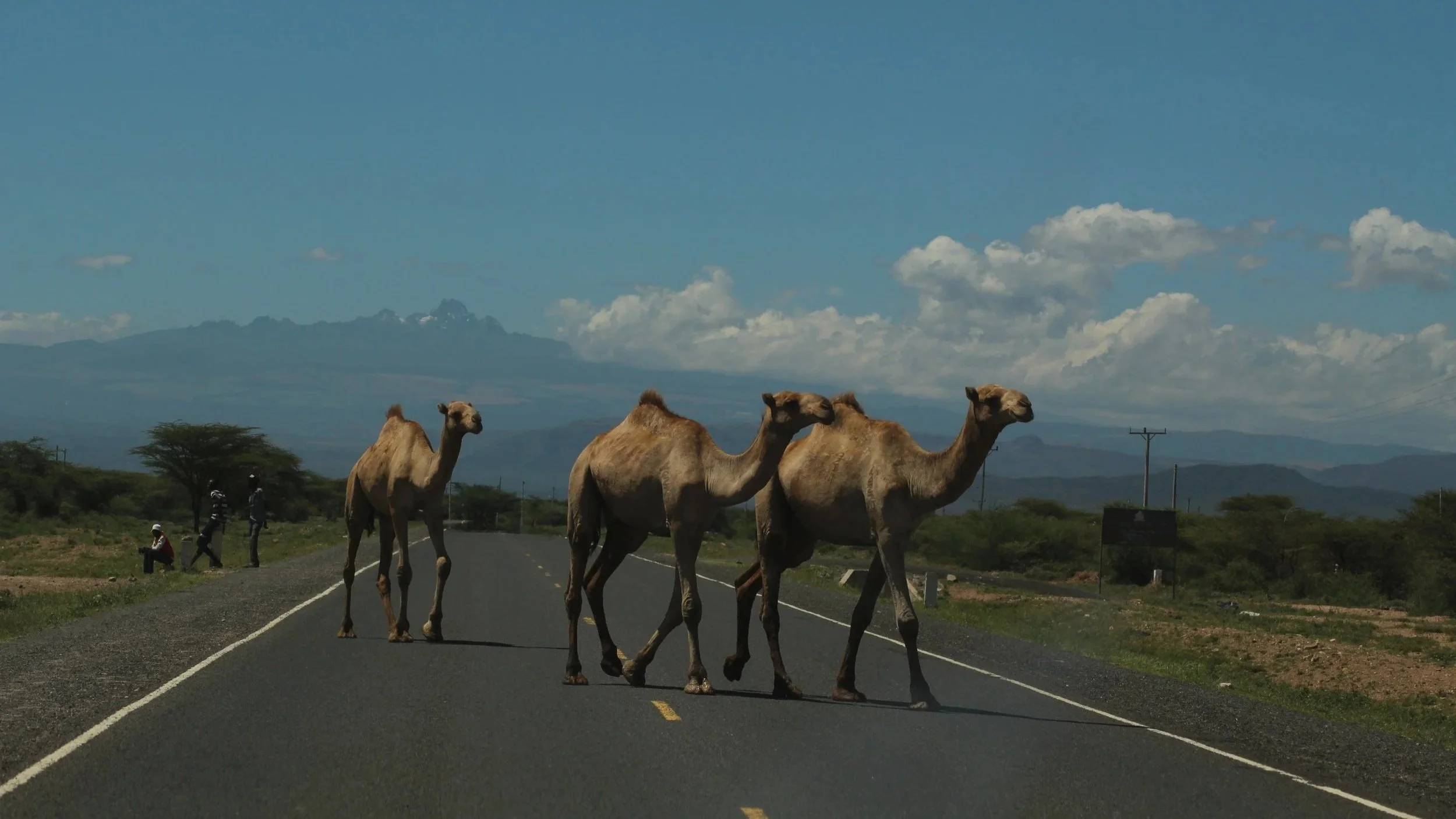 Three camels cross a road with Mount Kenya in the distance