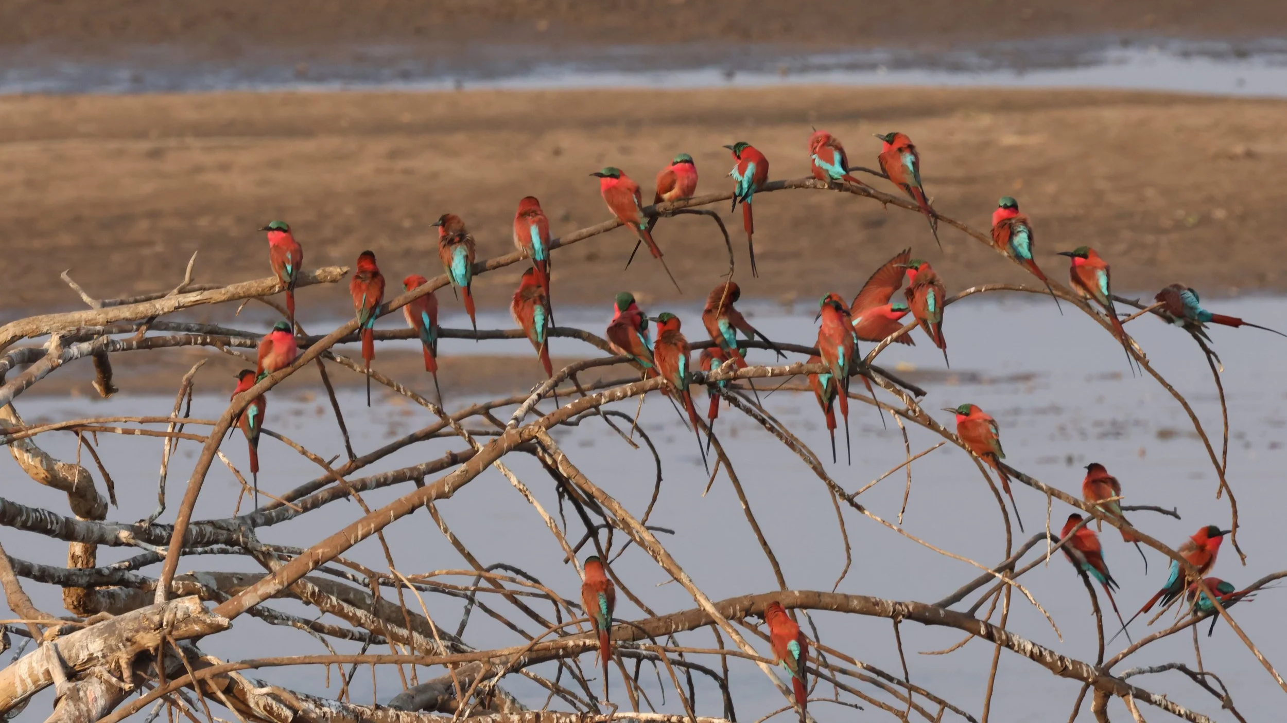 Brilliant carmine coloured birds perched on a branch