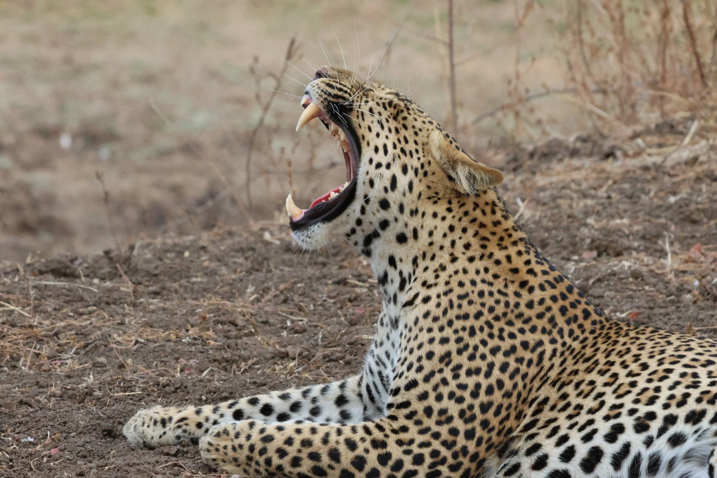 a leopard yawns widely showing it's huge teeth