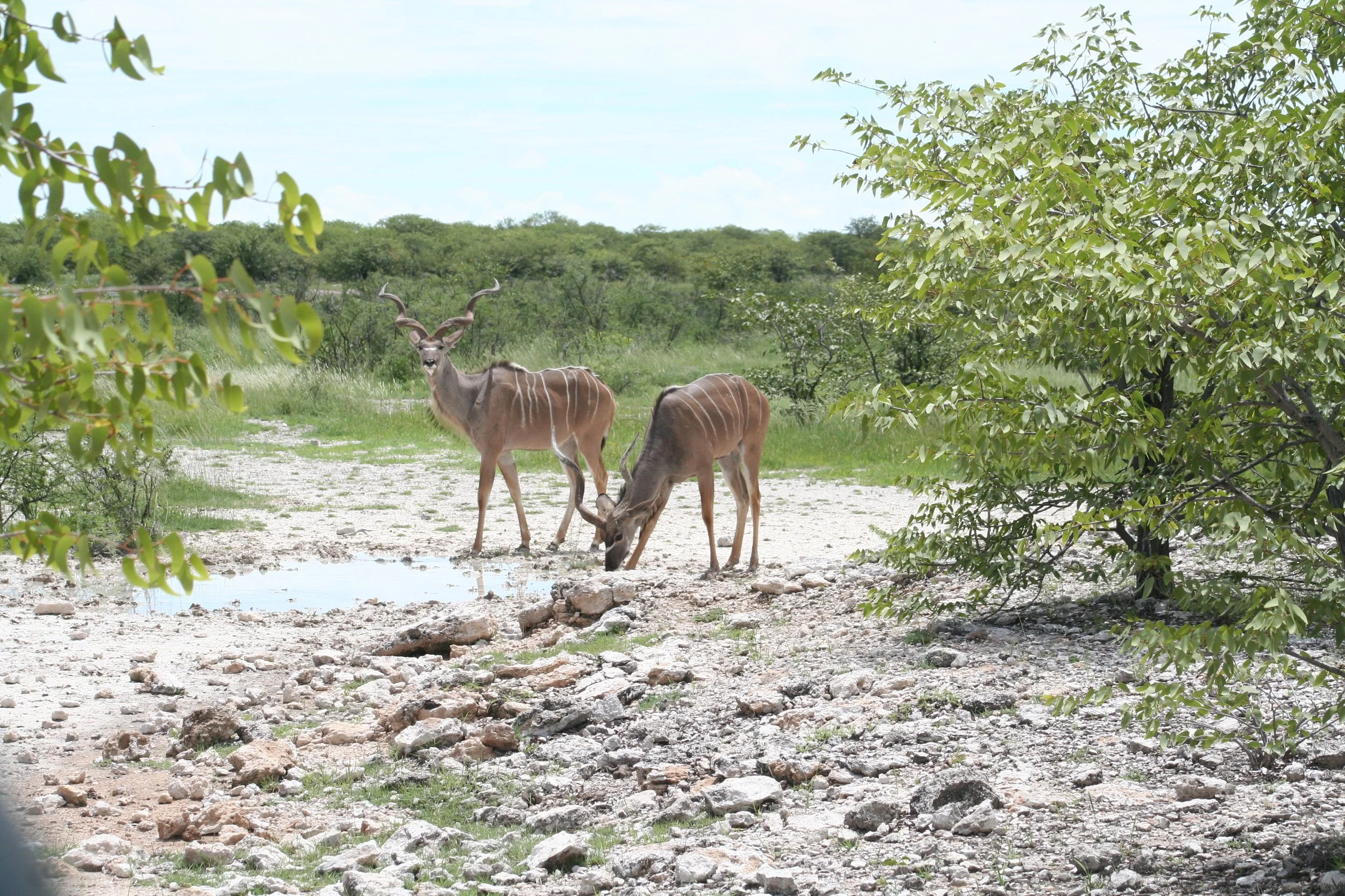 two young Kudu antelope by a small waterhole