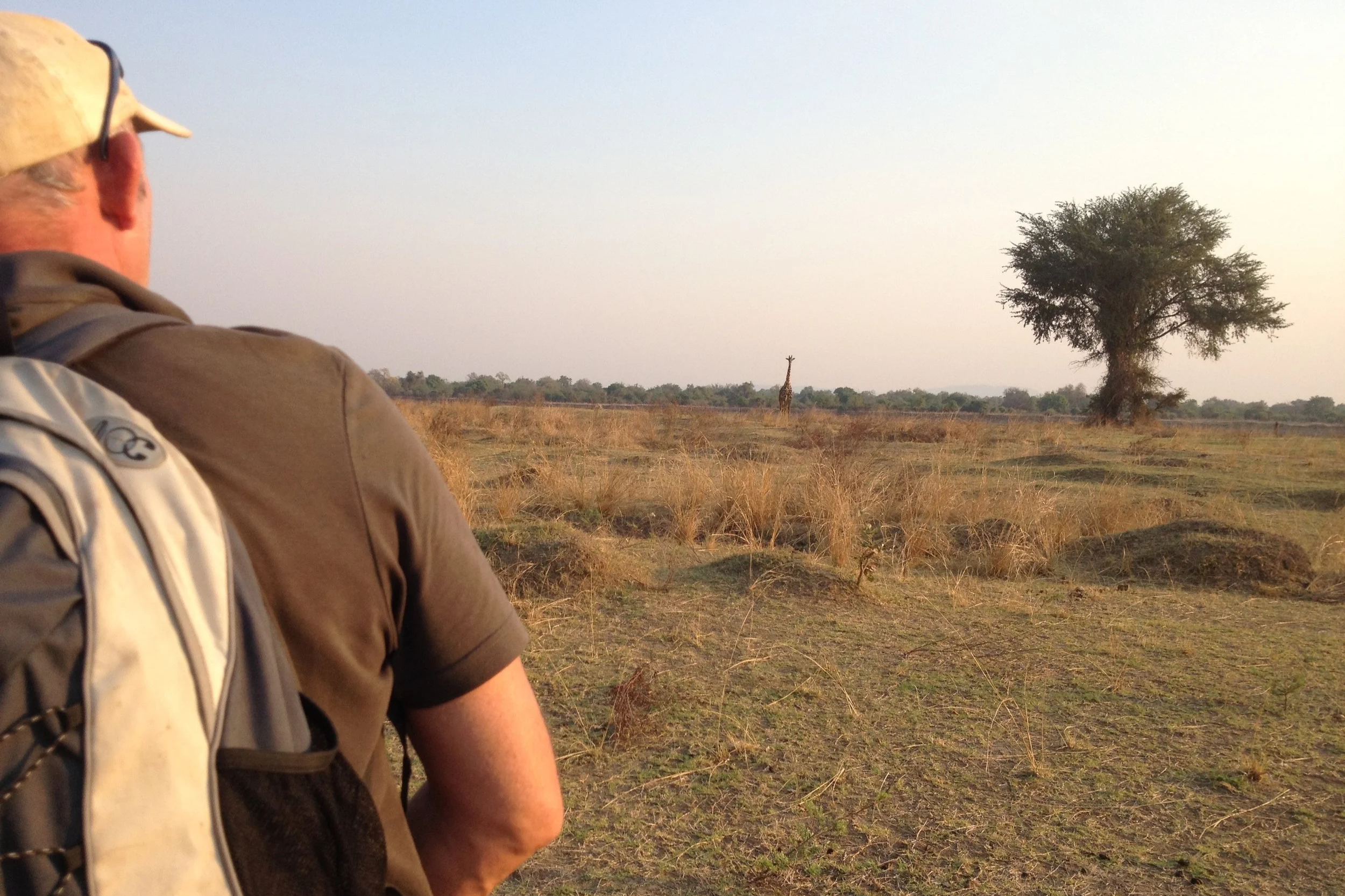 On a walking safari a man is watched by a giraffe